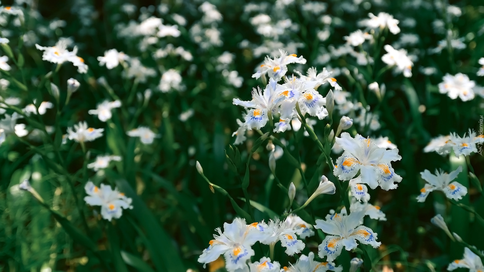 Kwiaty, Biało-żółte, Irysy japońskie
