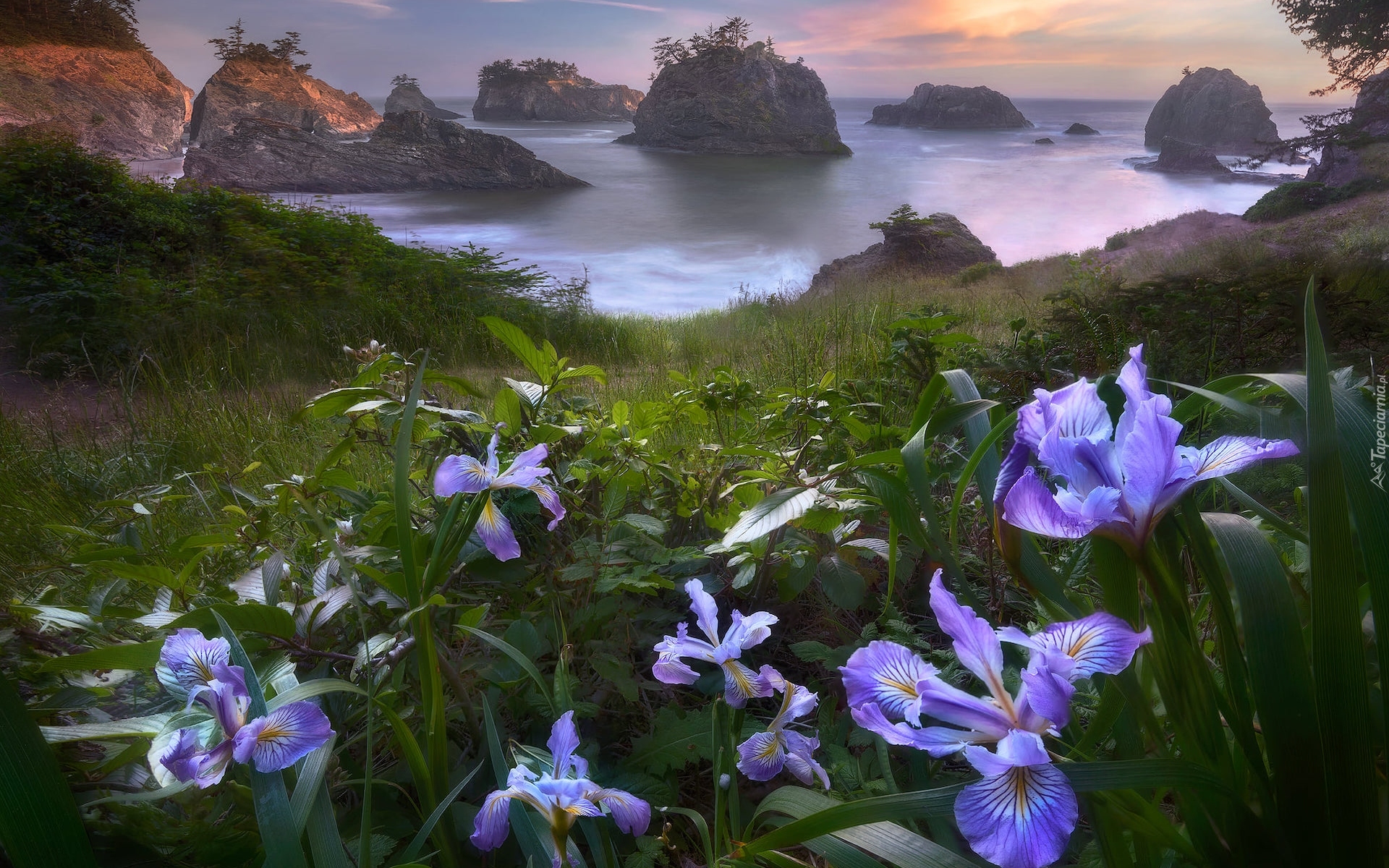 Morze, Skały, Wysepki, Kwiaty, Irysy, Park stanowy, Samuel H Boardman State Scenic Corridor, Oregon, Stany Zjednoczone