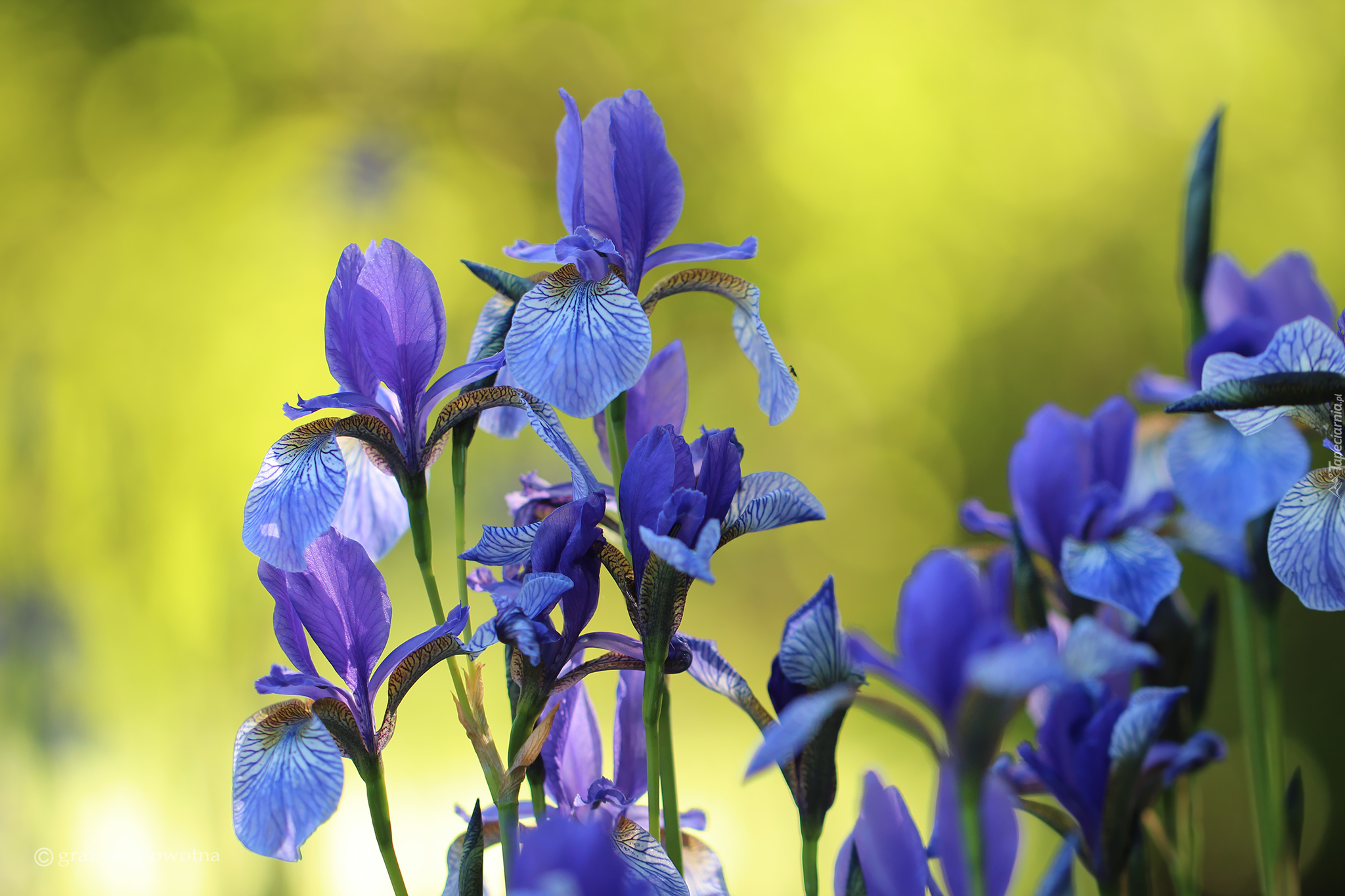 Irysy, Niebieskie, Kwiaty