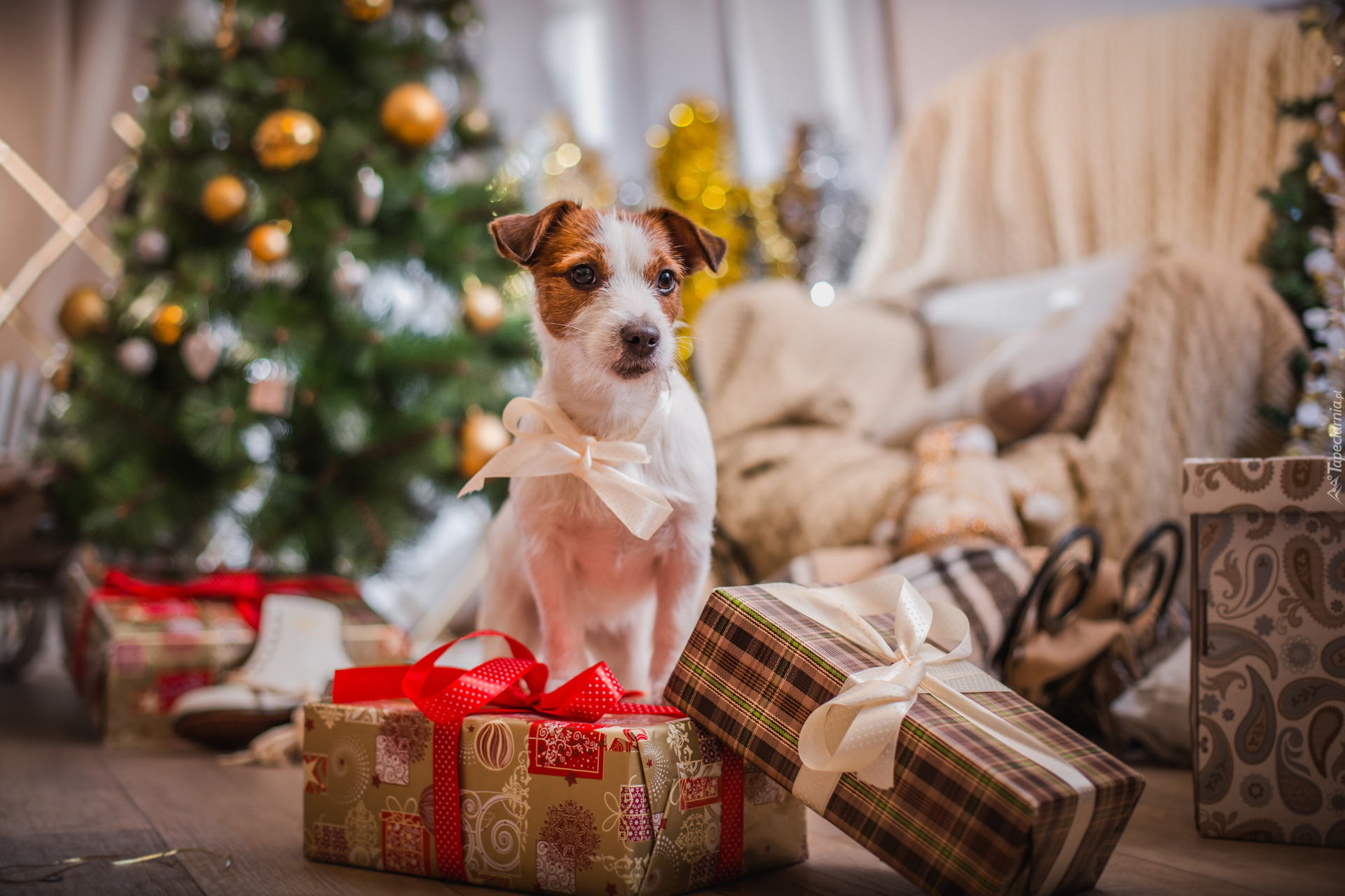 Pies, Jack Russell terier, Kokardka, Prezenty, Święta