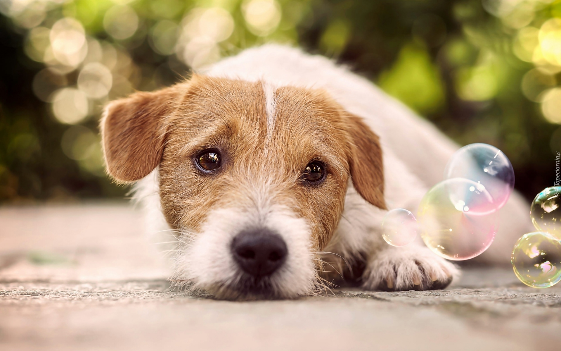 Pies, Jack Russell terrier, Bańki
