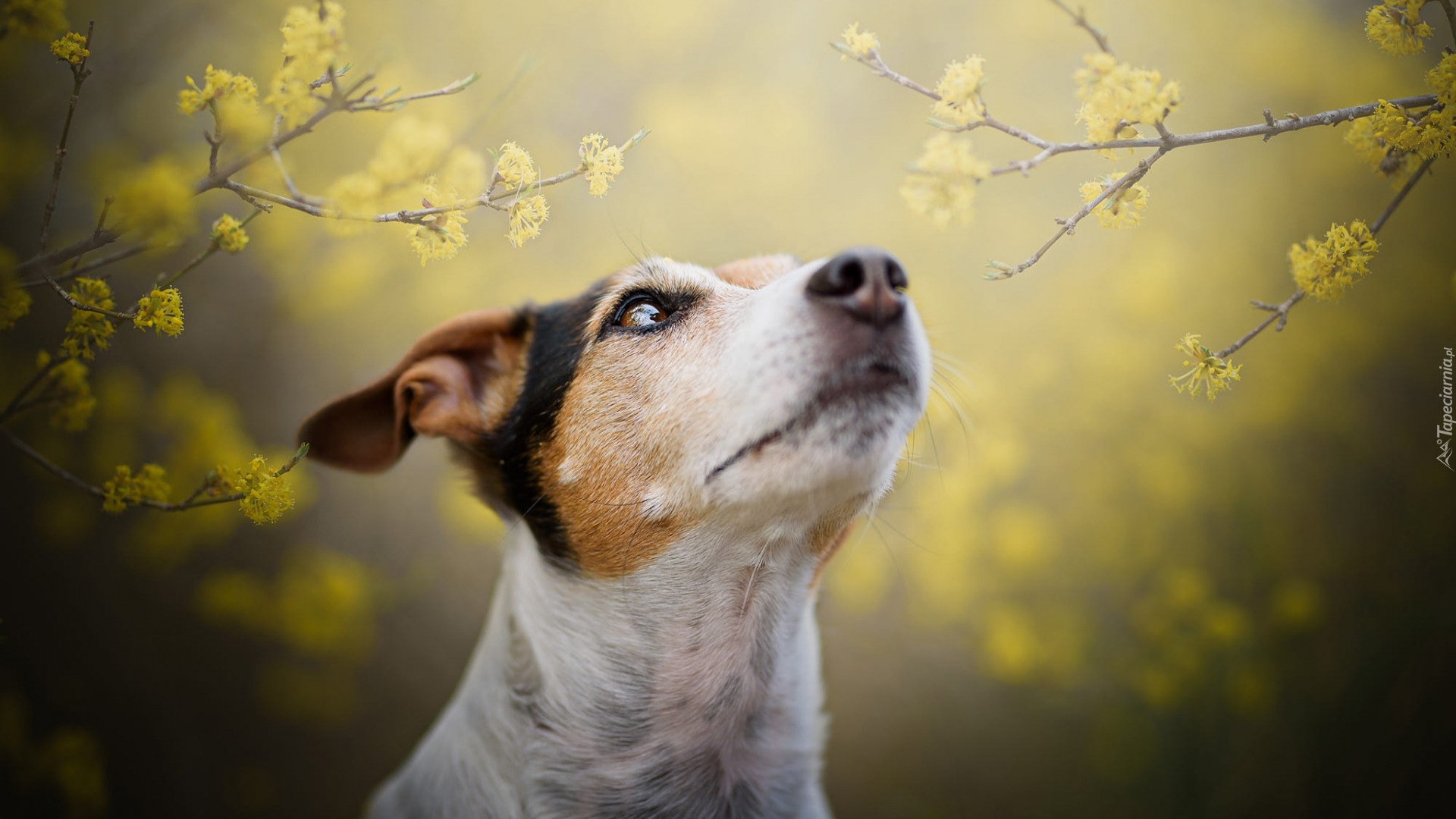 Pies, Jack Russell terrier