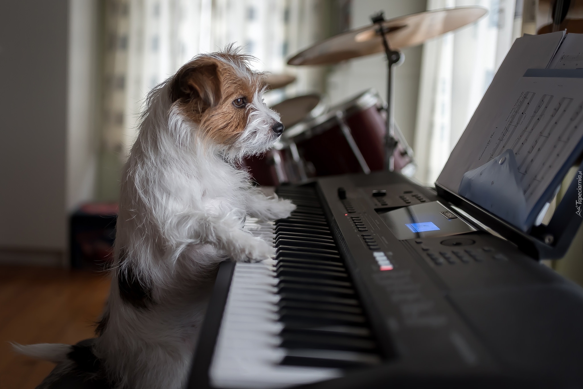 Pies, Jack Russell terier, Pianino