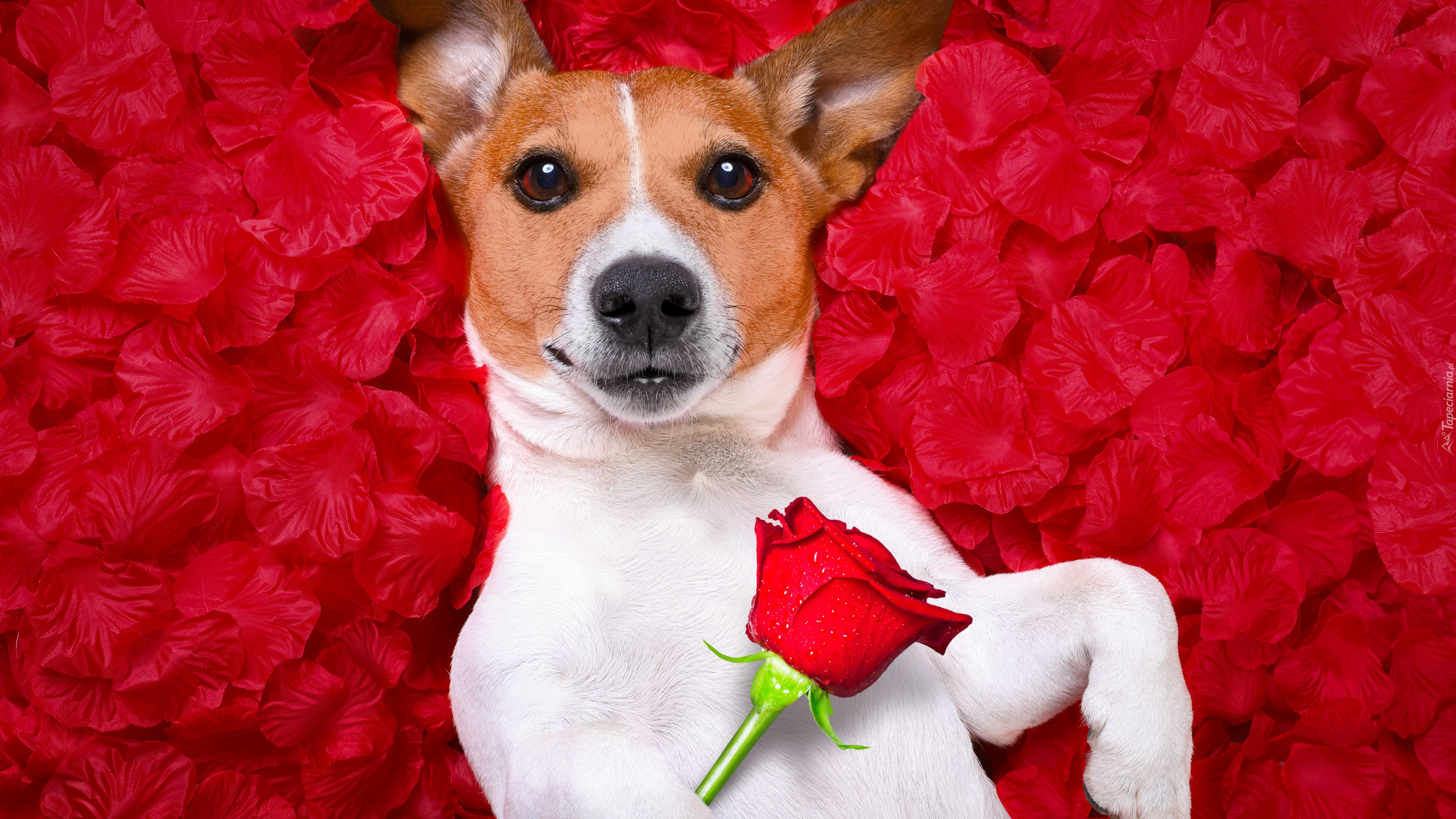 Pies, Jack Russell terrier, Róża, Czerwone, Płatki