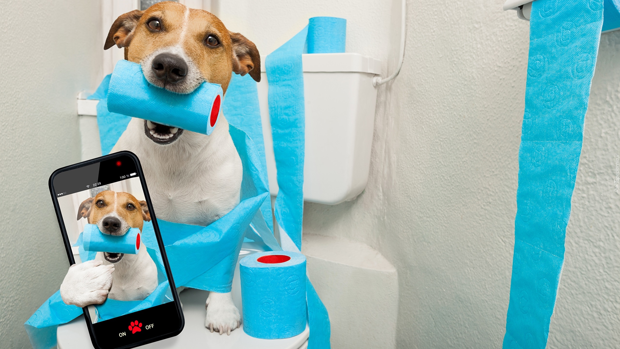 Pies, Jack russell terrier, Papier toaletowy, Telefon, Selfie