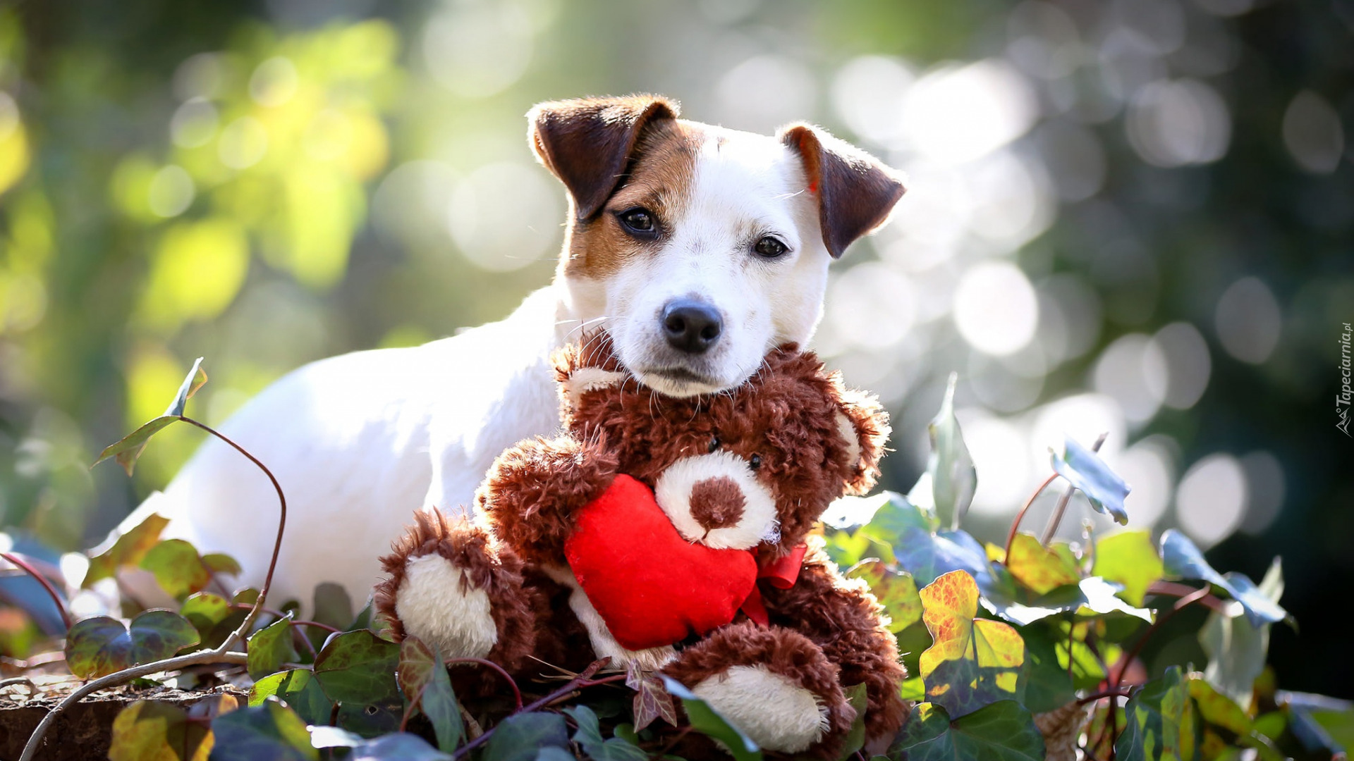 Pies, Jack Russell terrier, Zabawka, Pluszowy, Miś