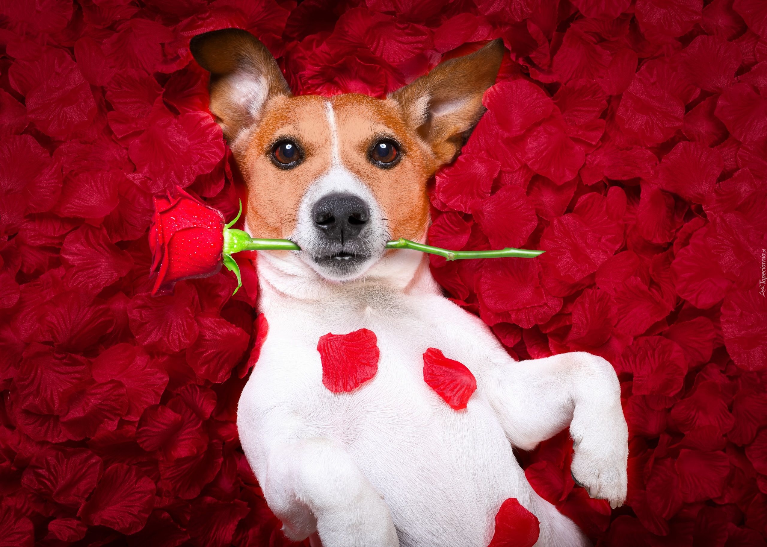 Pies, Jack Russell terrier, Róża, Płatki