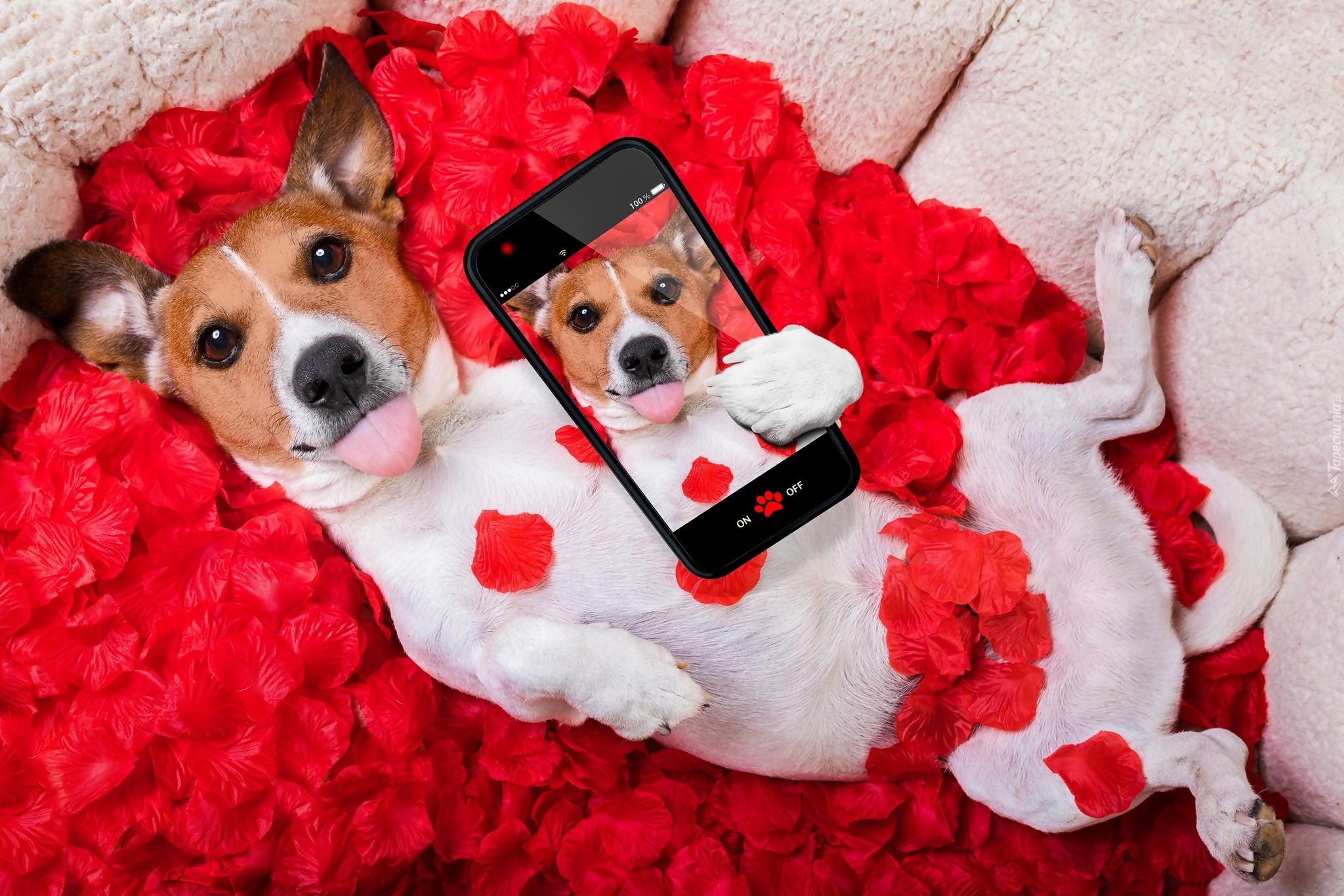 Jack Russell terrier, Róża, Płatki, Telefon, Selfie, Śmieszne