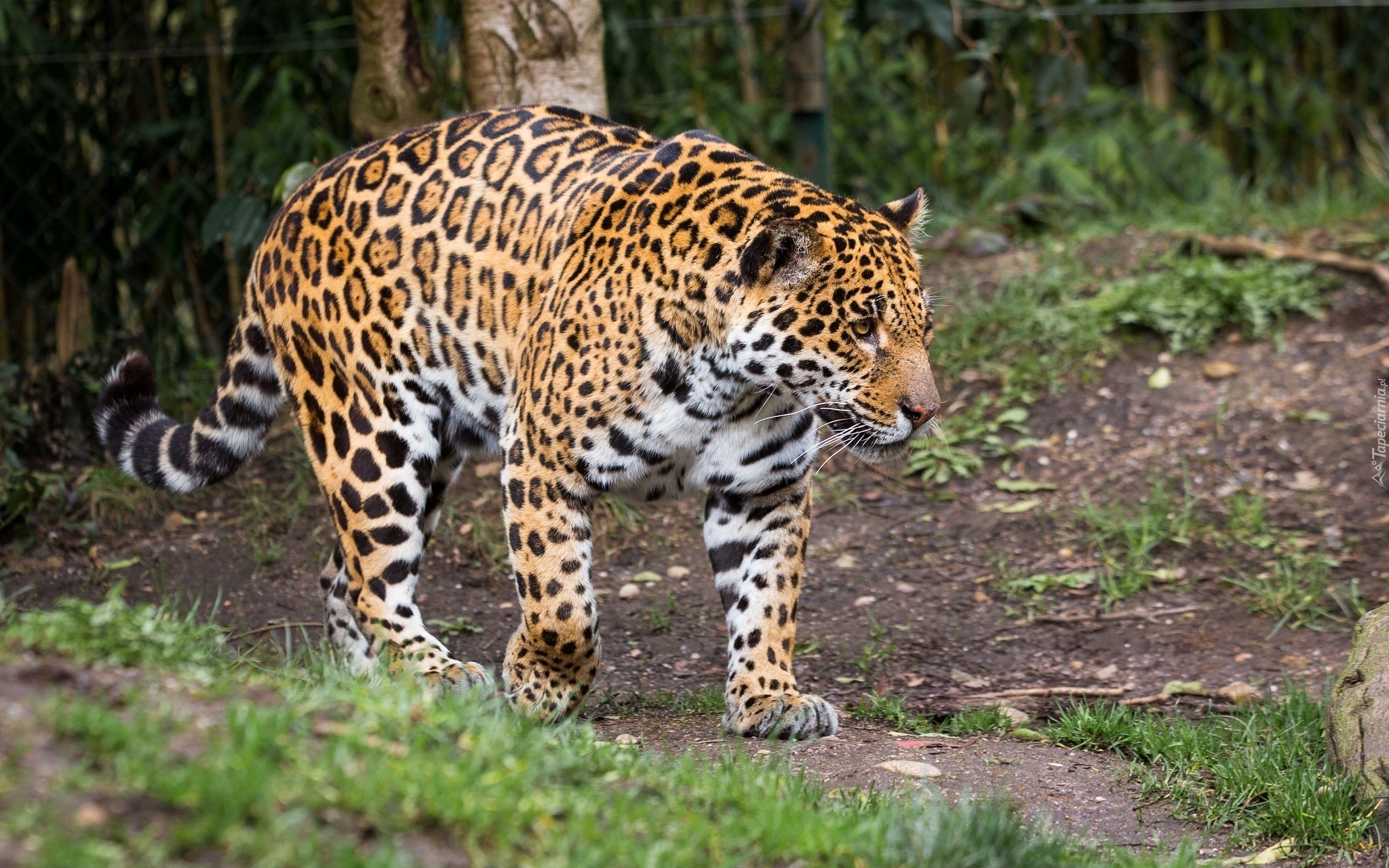 Jaguar, Cętki, Brązowe, Białe, Drzewa