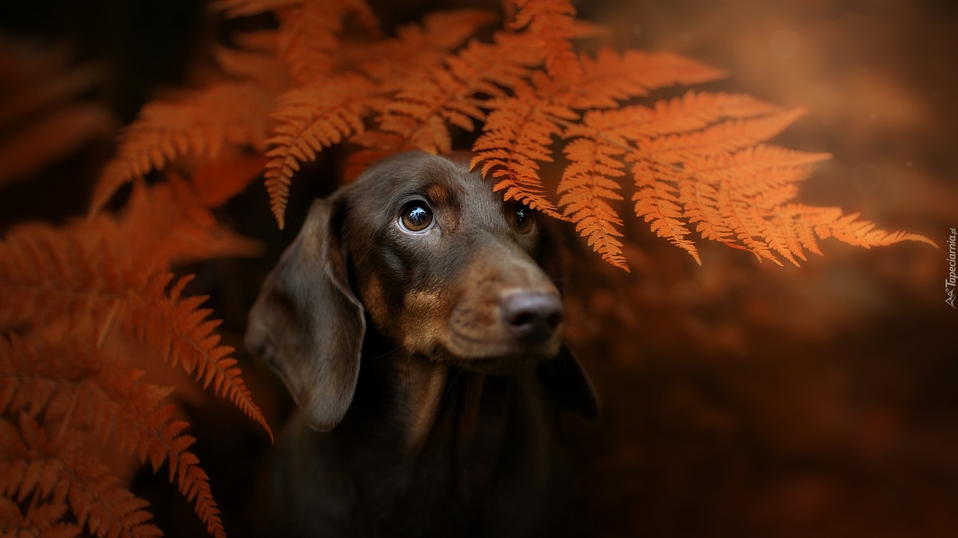 Perro Dachshund Fondos De Pantalla Hd Wallpapers Hd - Rezfoods - Resep ...