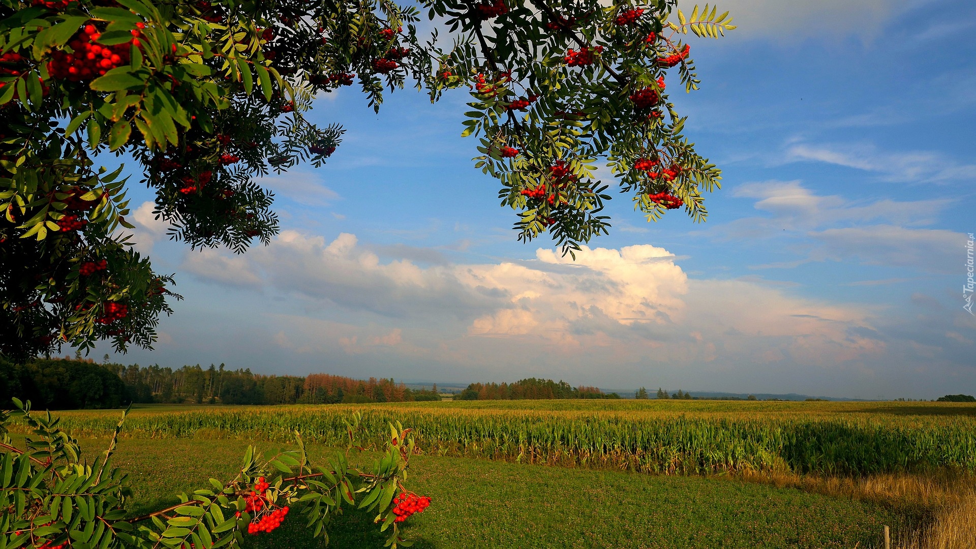 Drzewa, Jarzębina, Pole, Kukurydza