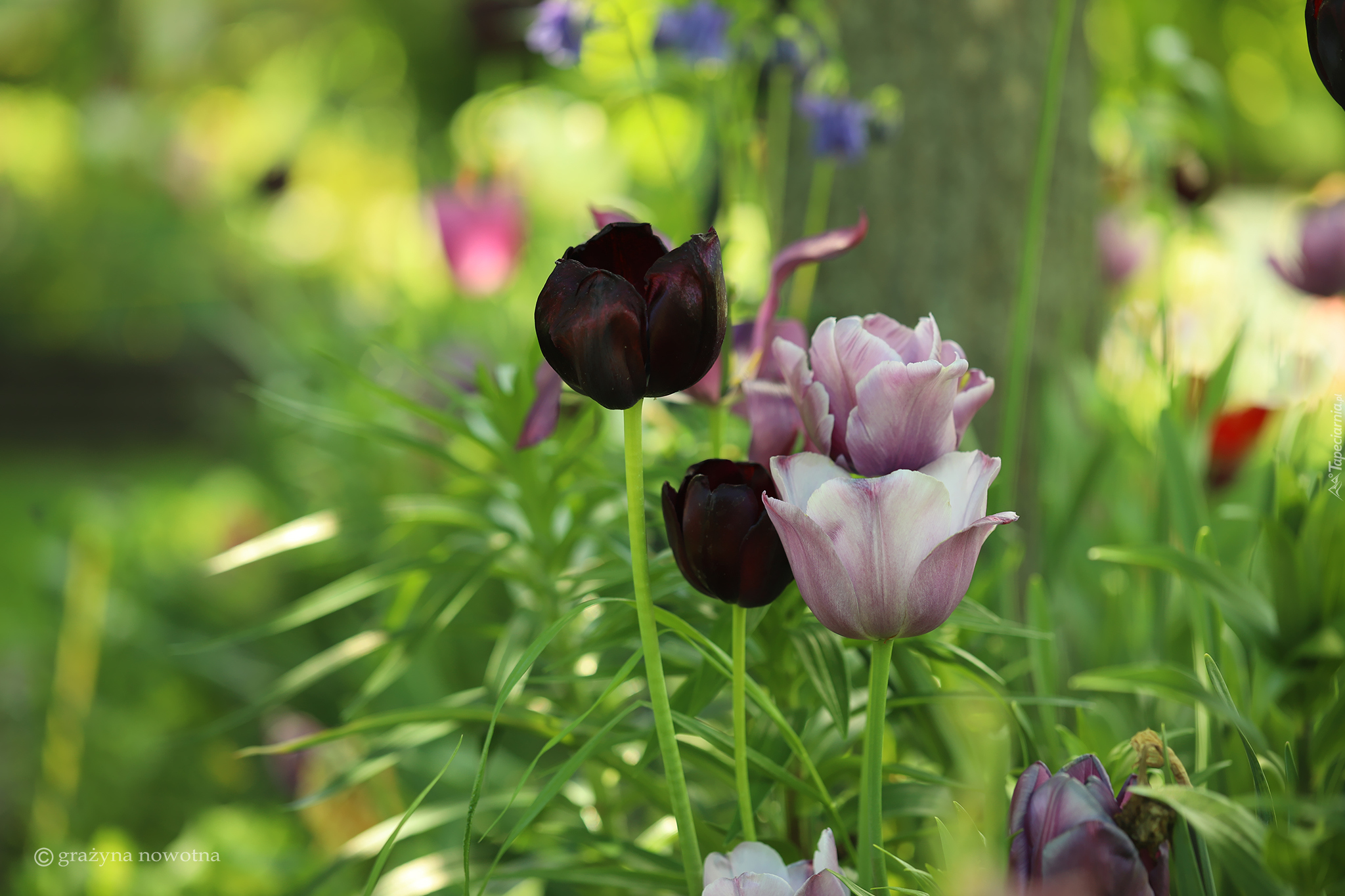 Tulipany, Fioletowe, Kwiaty