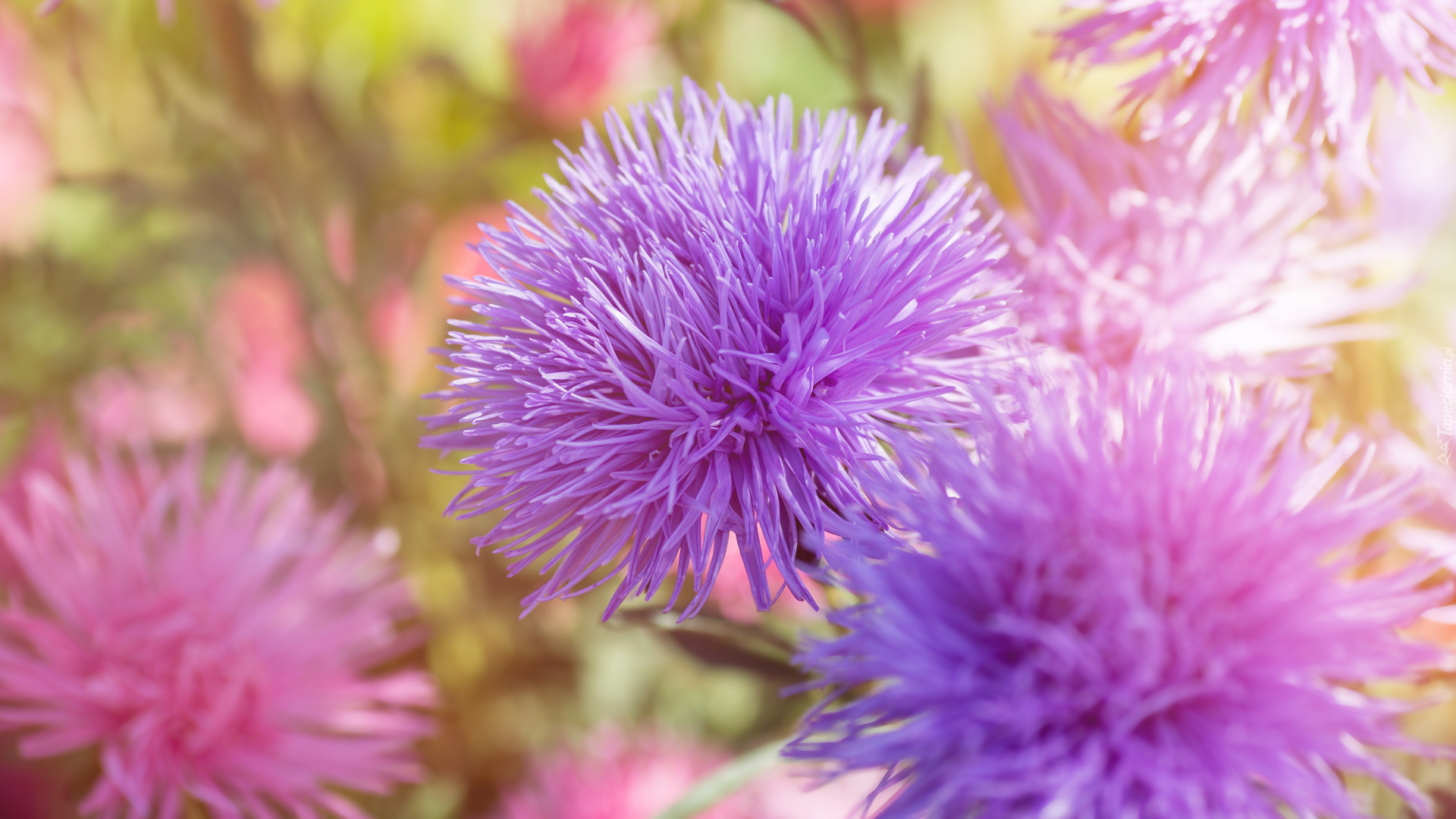 Jasnofioletowe, Astry chińskie