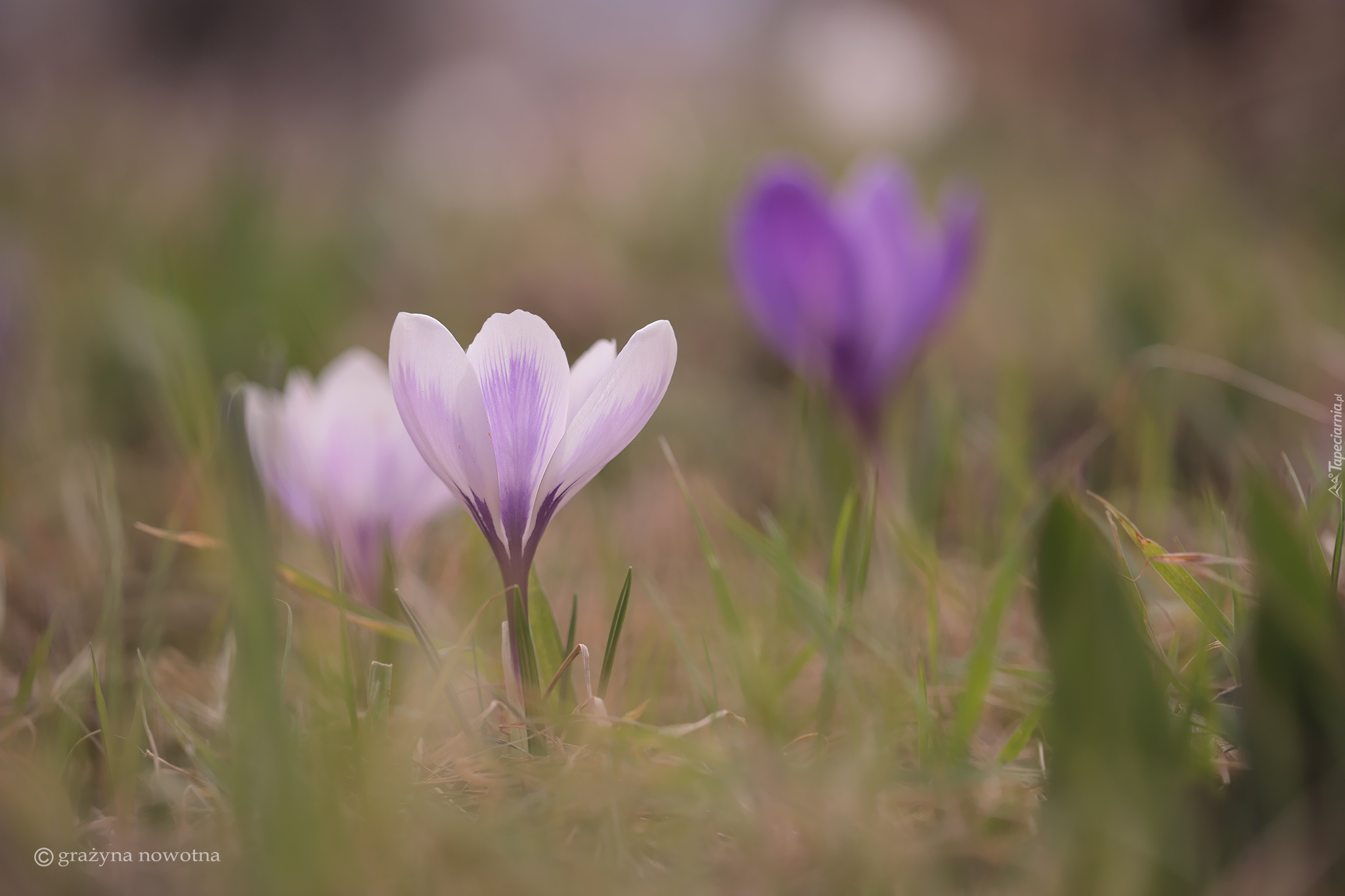 Biało-fioletowy, Krokus, Kwiat