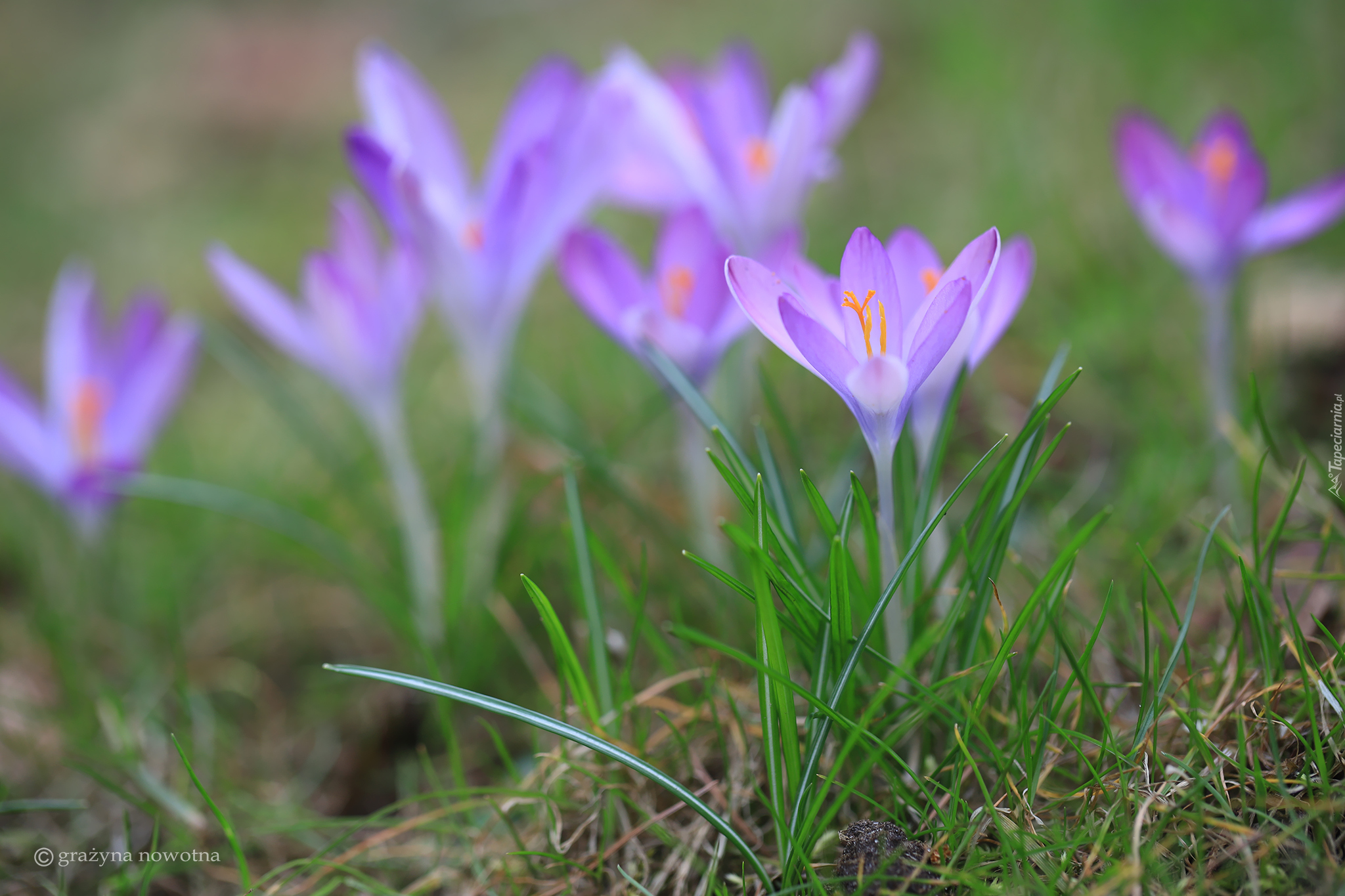 Krokusy, Jasnofioletowe, Kwiaty