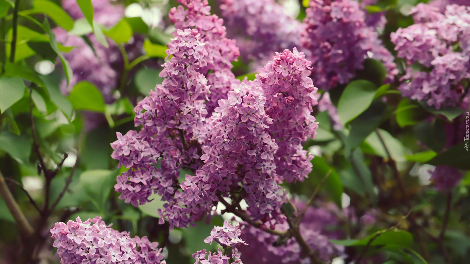 Kwitnący, Jasnofioletowy, Bez, Liście