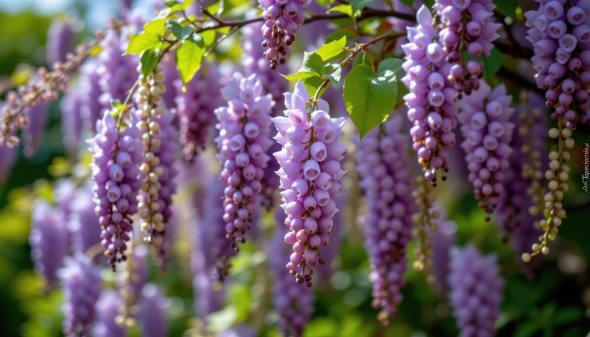 Jasnofioletowe, Kwiaty, Bez, Gałązki, Listki