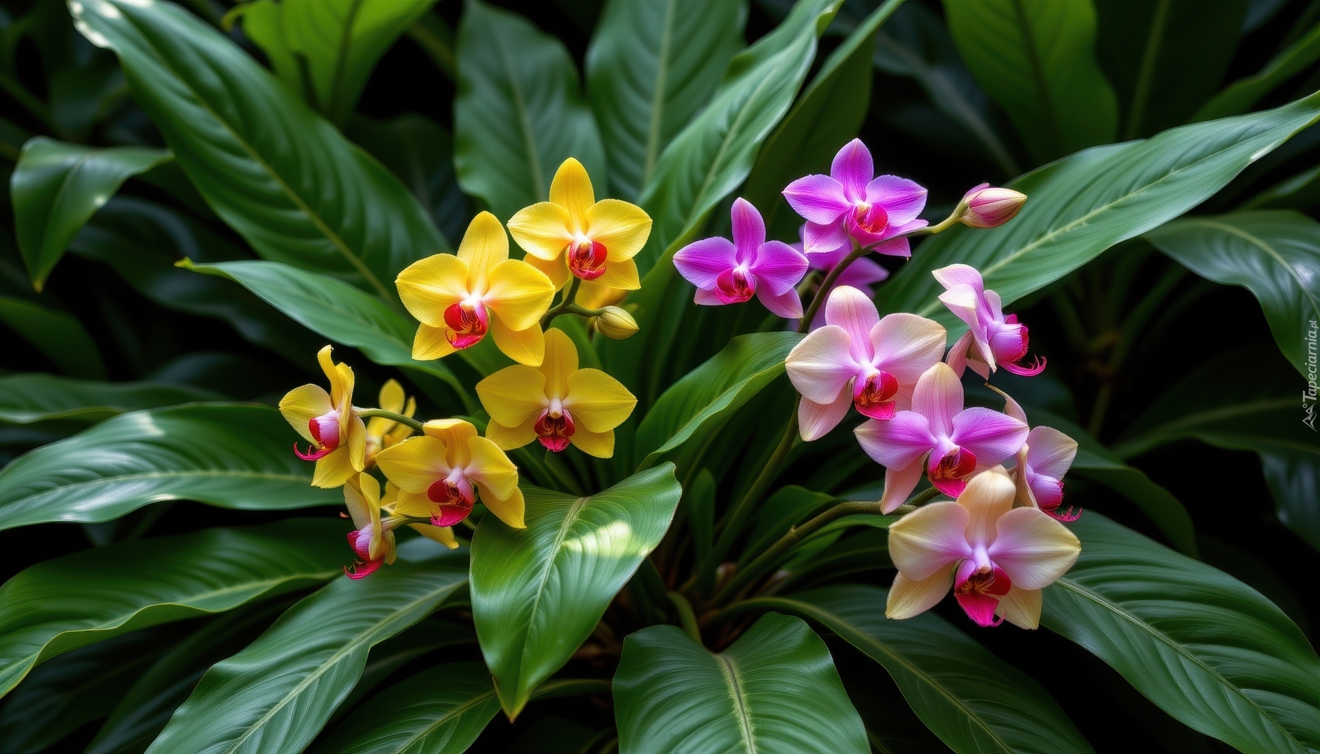 Kwiaty, Żółte, Jasnofioletowe, Storczyki, Liście, Grafika AI