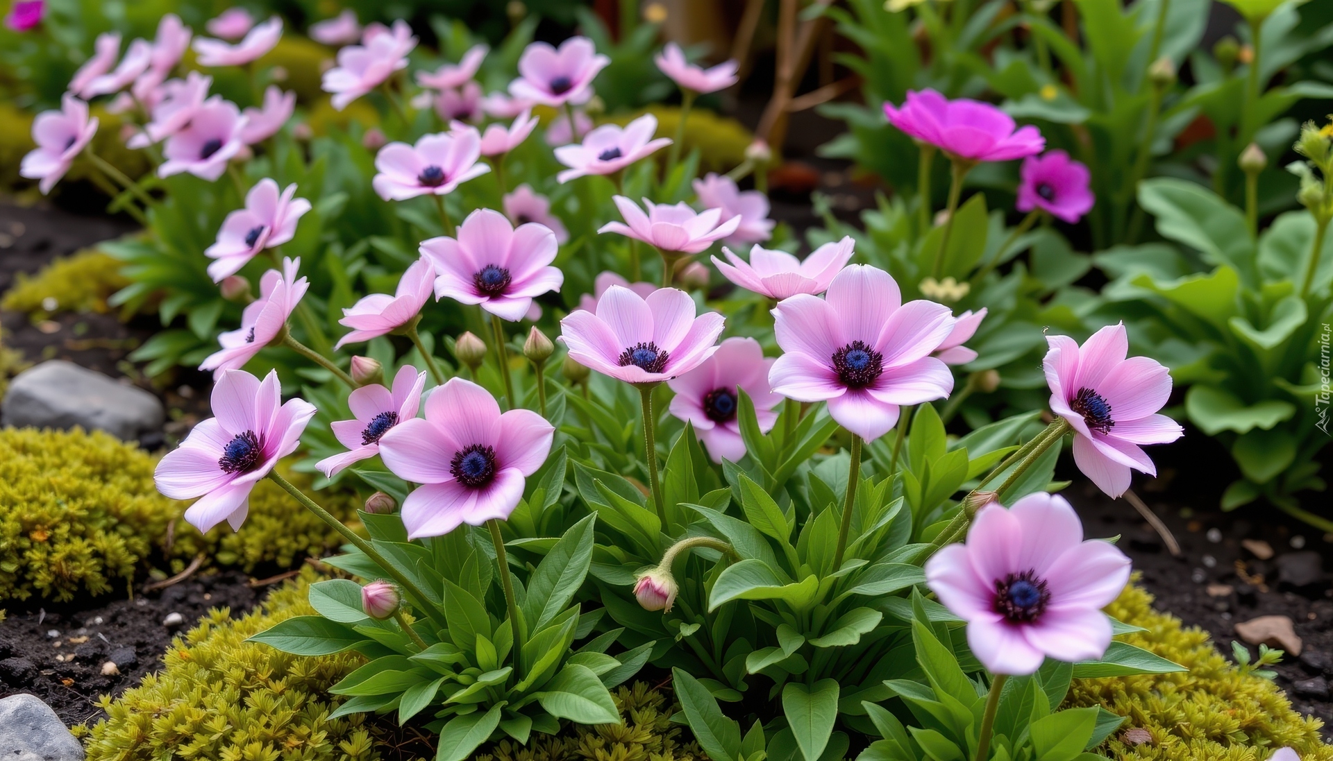 Kwiaty, Jasnofioletowe, Zawilce, Grafika AI