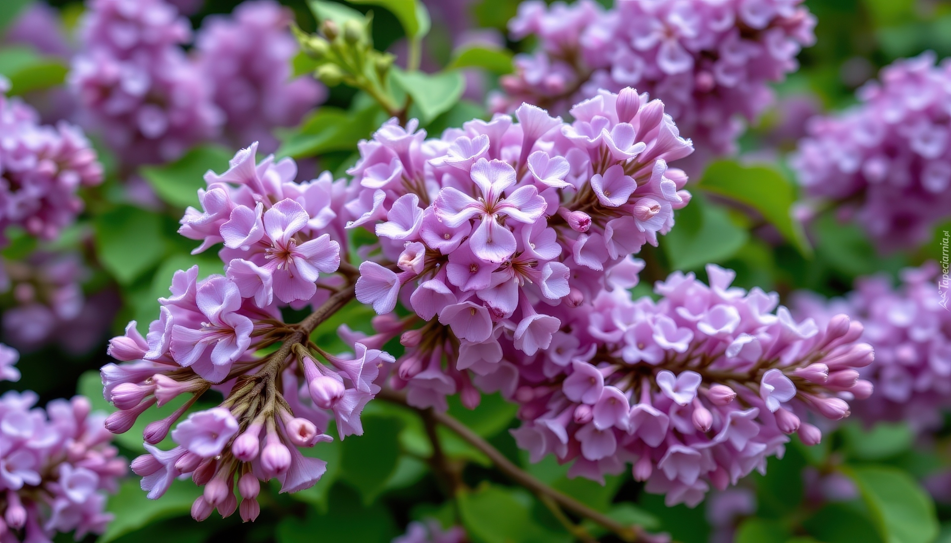 Jasnofioletowe, Kwiaty, Gałązki