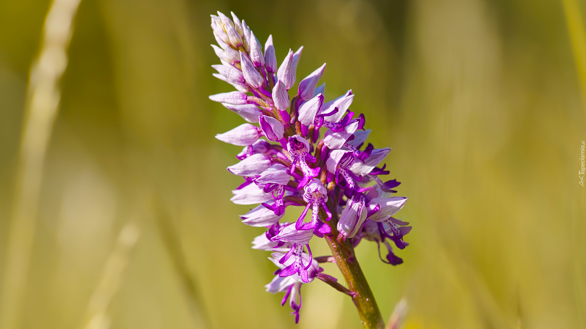 Jasnofioletowy, Kwiat, Storczyk kukawka