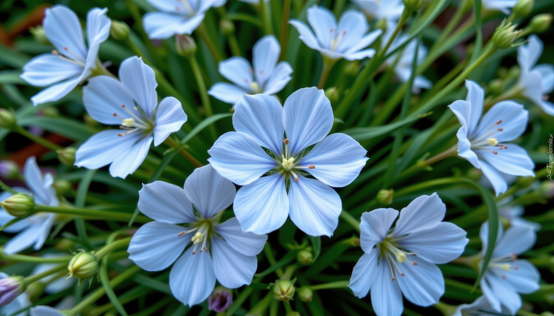 Jasnoniebieskie, Rozwinięte, Kwiaty