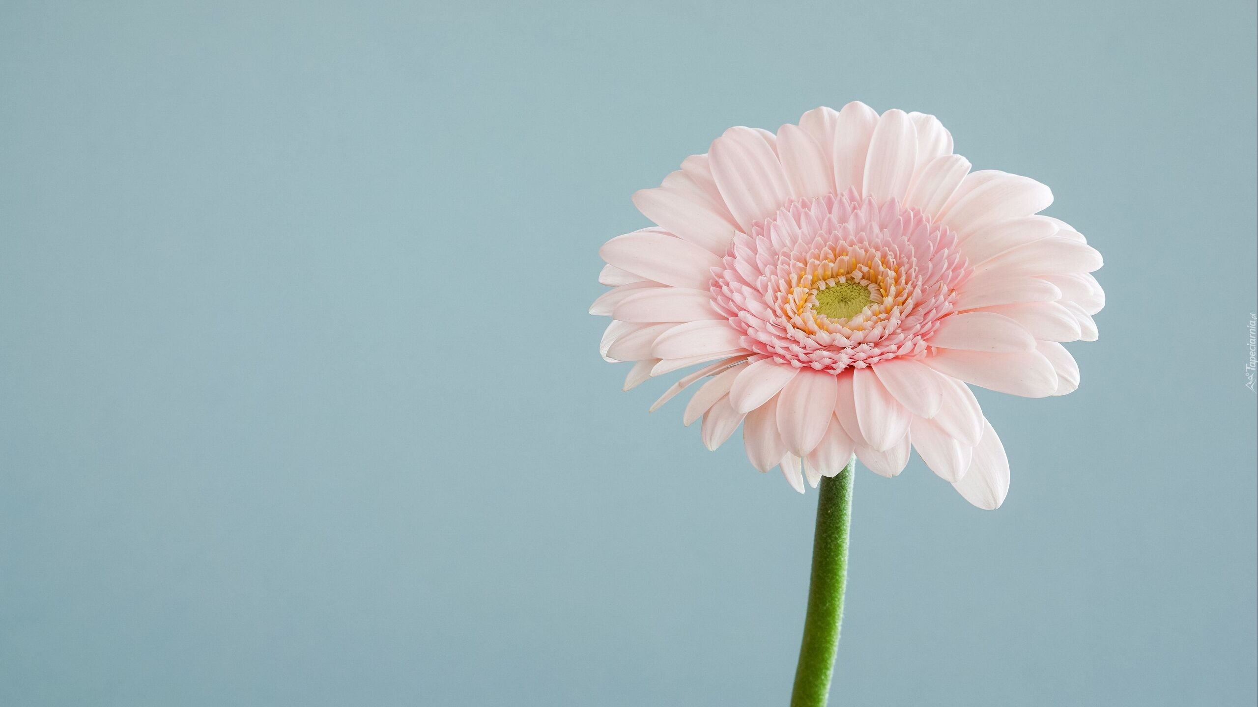 Gerbera, Płatki, Kwiat, Różowy