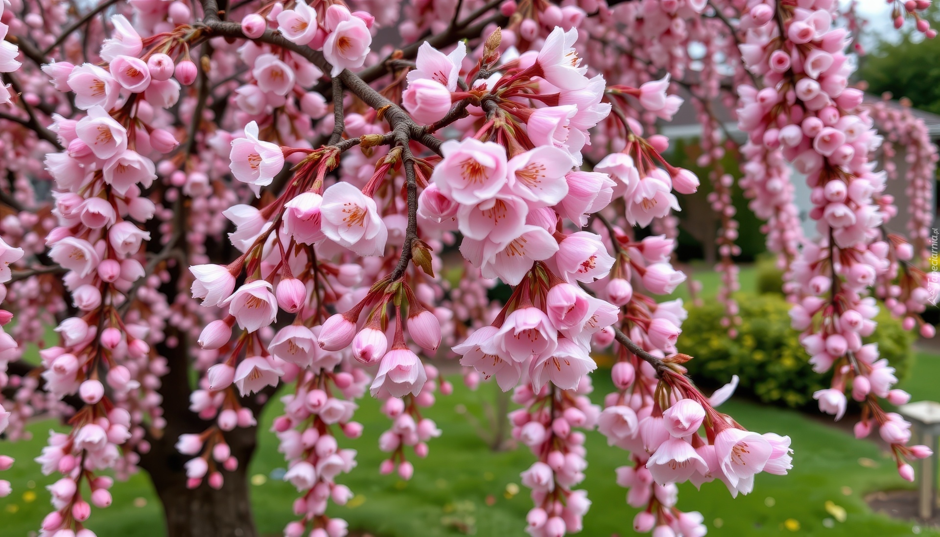 Drzewo owocowe, Gałązki, Różowe, Kwiaty