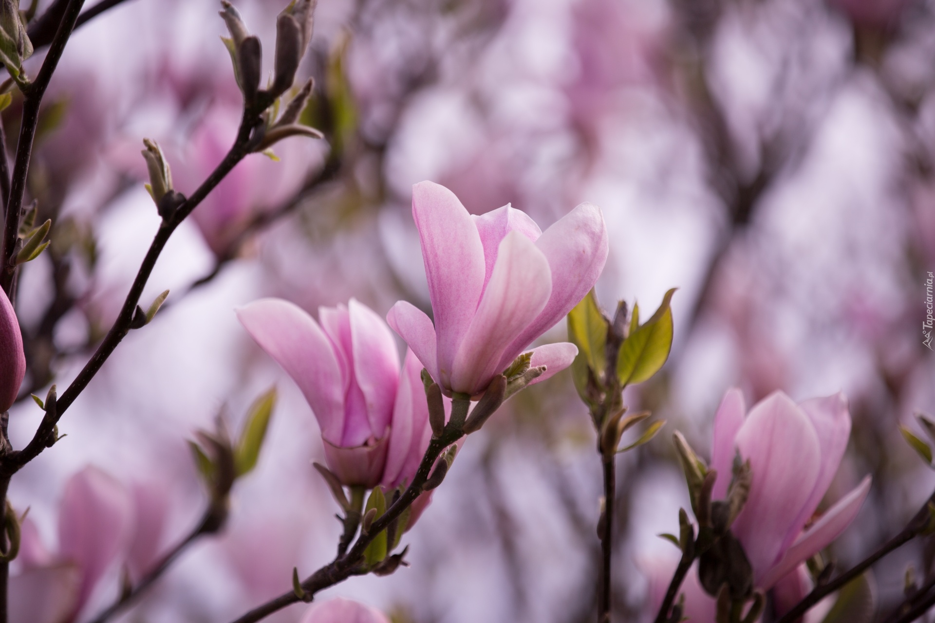 Magnolia, Drzewo, Gałązki, Jasnoróżowe, Kwiaty, Listki, Rozmycie