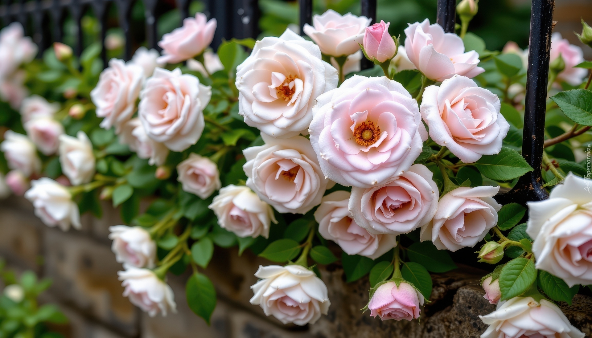 Kwiaty, Jasnoróżowe, Pnące, Róże, Ogrodzenie