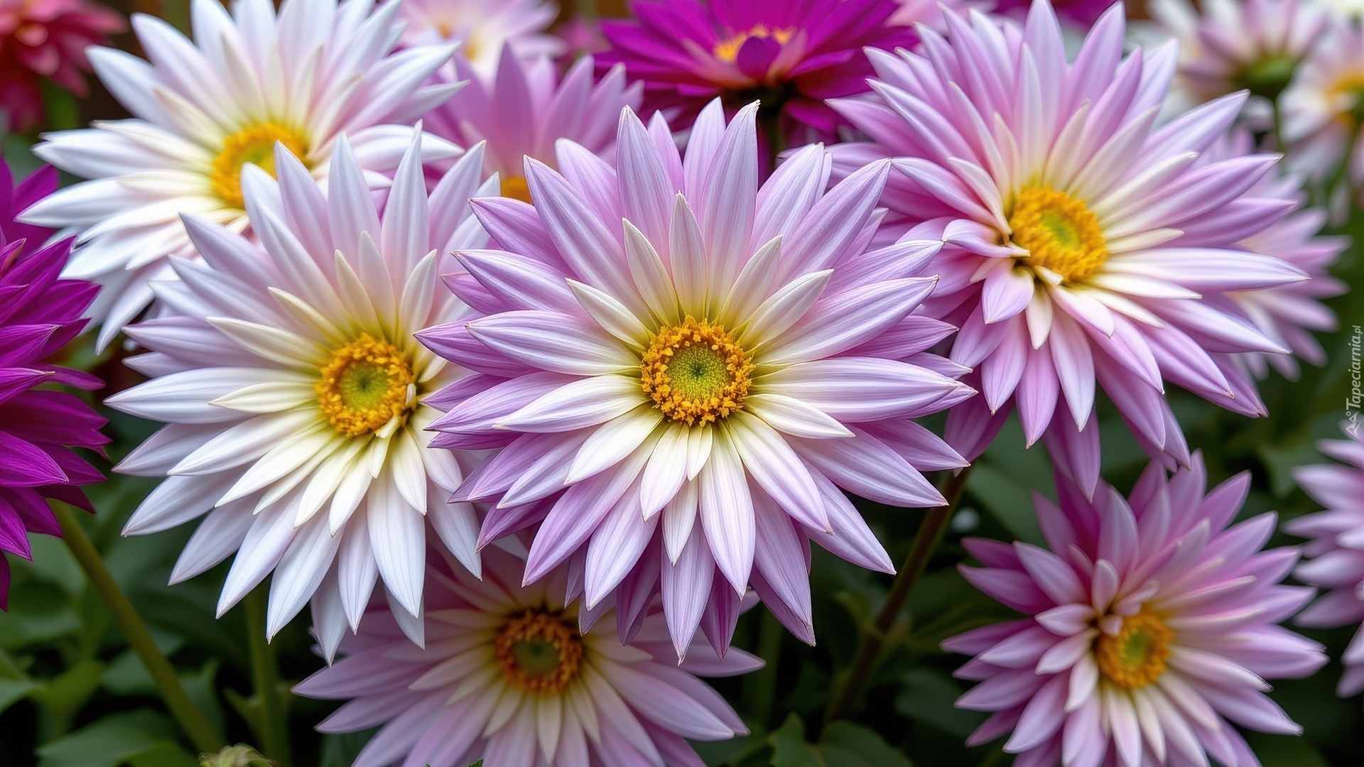 Różowe, Rozwinięte, Kwiaty