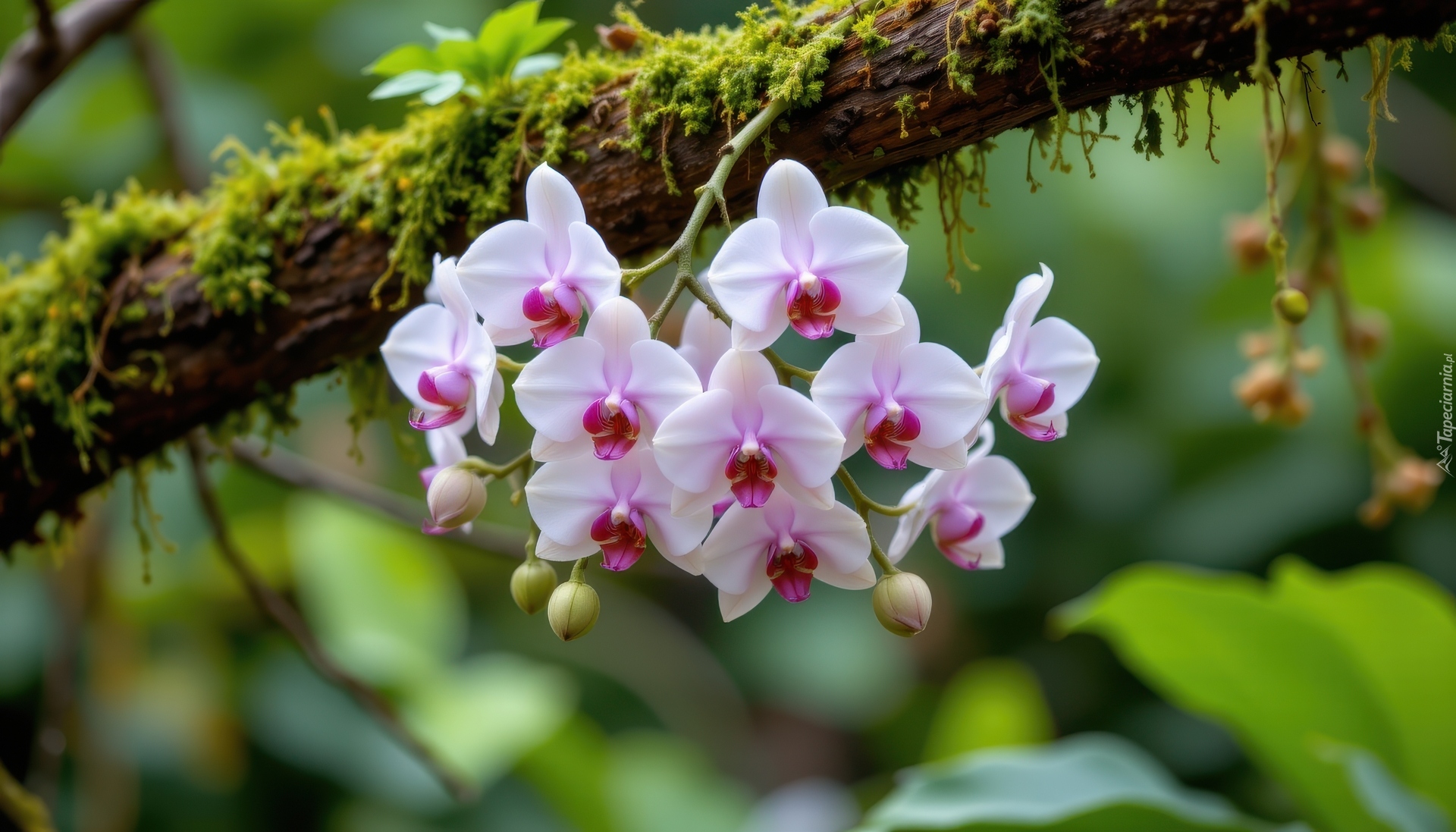 Kwiaty, Storczyki, Jasnoróżowe, Konar, Omszały