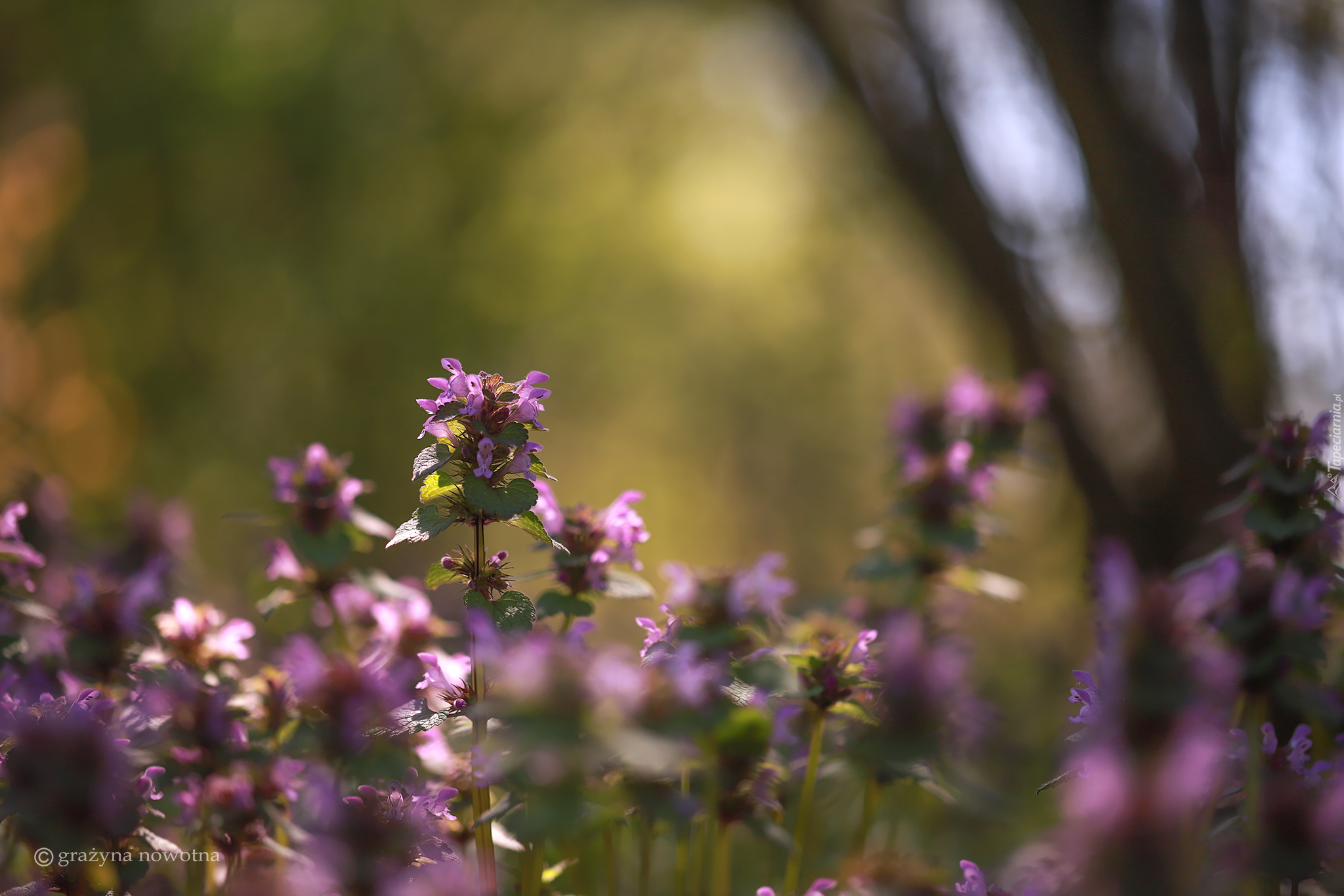 Rozświetlona, Jasnota purpurowa, Różowe, Kwiaty