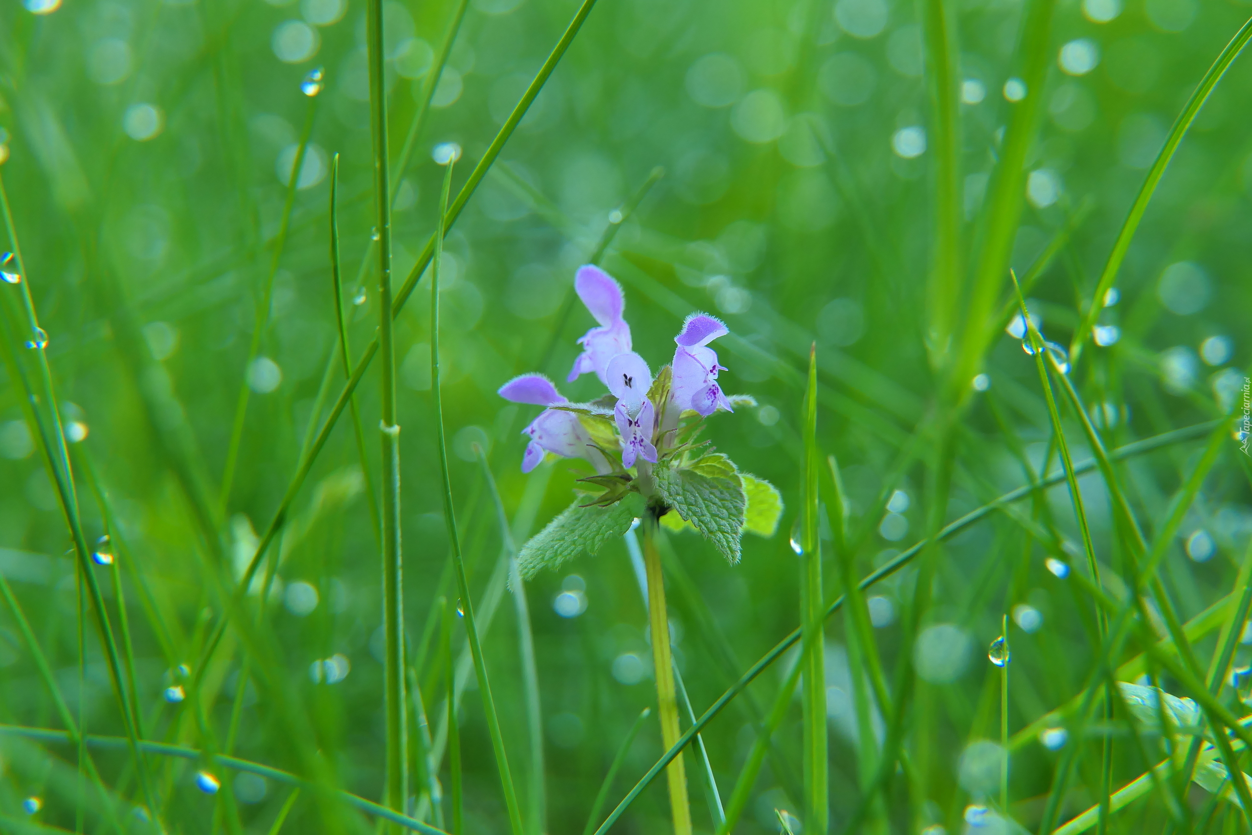 Kwiat, Jasnota purpurowa, Trawa