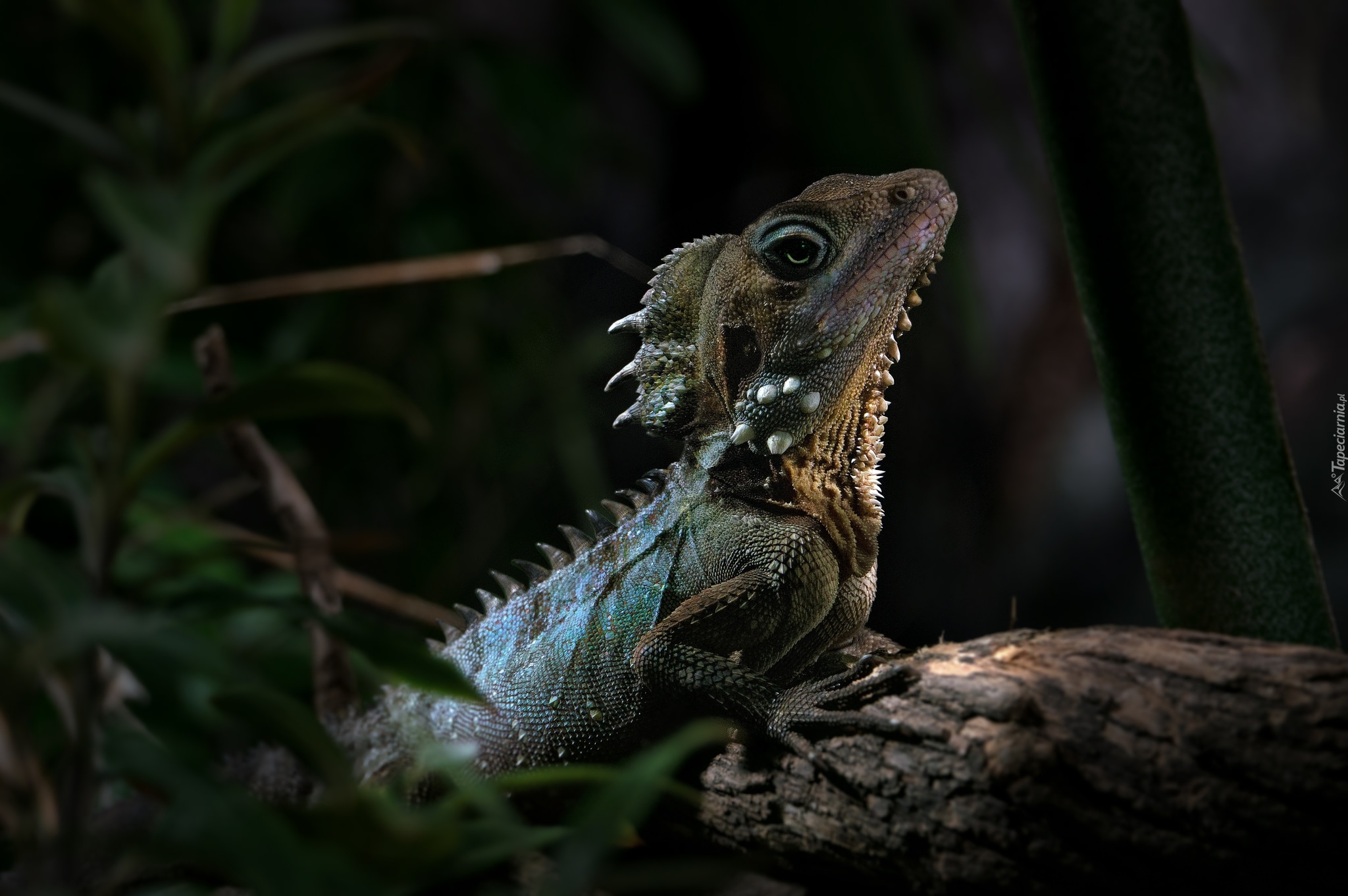 Jaszczurka, Kątogłówka wielka, Agama, Gałąź, Rośliny