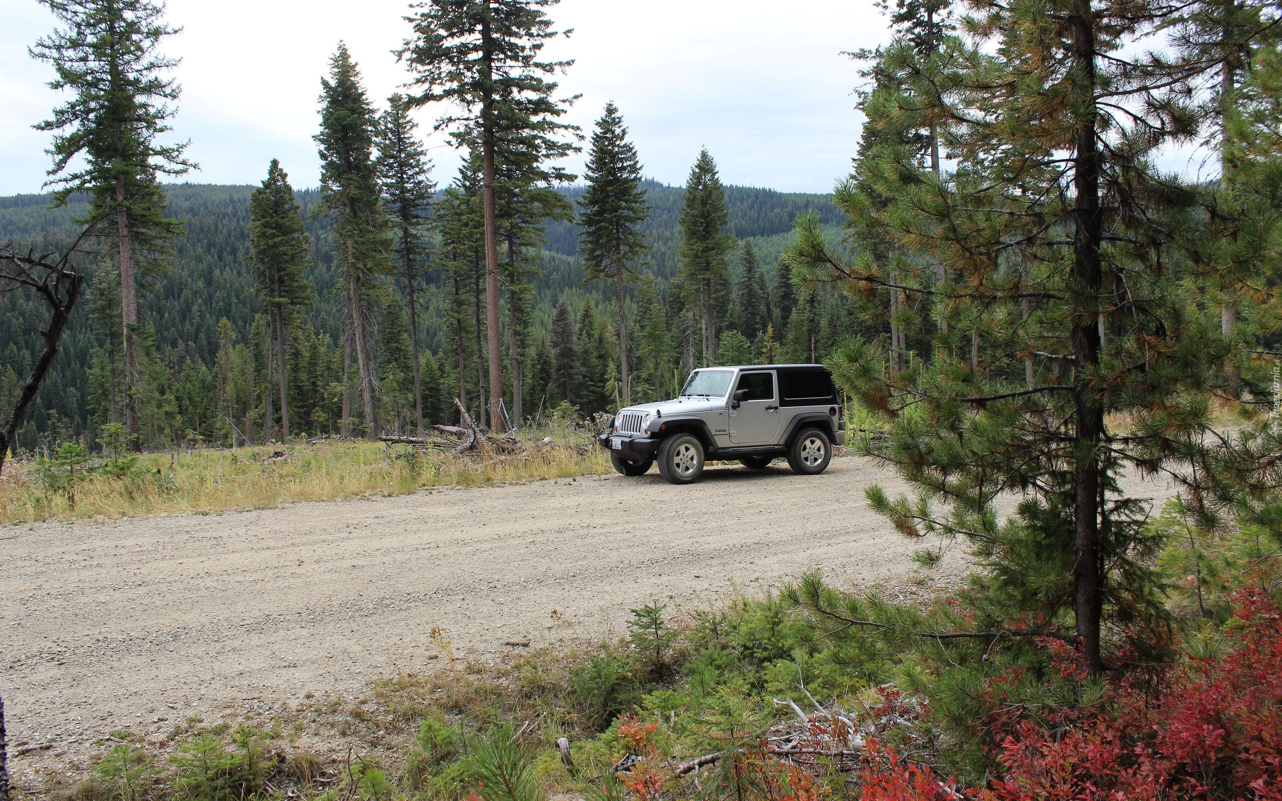 Jeep Wrangler Sport, Droga, Drzewa