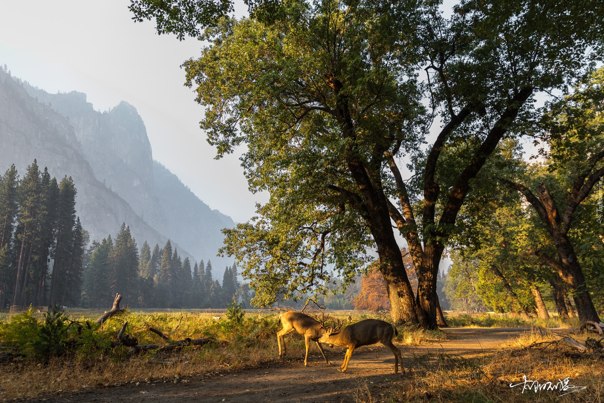 Stany Zjednoczone, Stan Kalifornia, Park Narodowy Yosemite, Dolina Yosemite Valley, Jelenie, Drzewa, Góry, Jesień, Droga