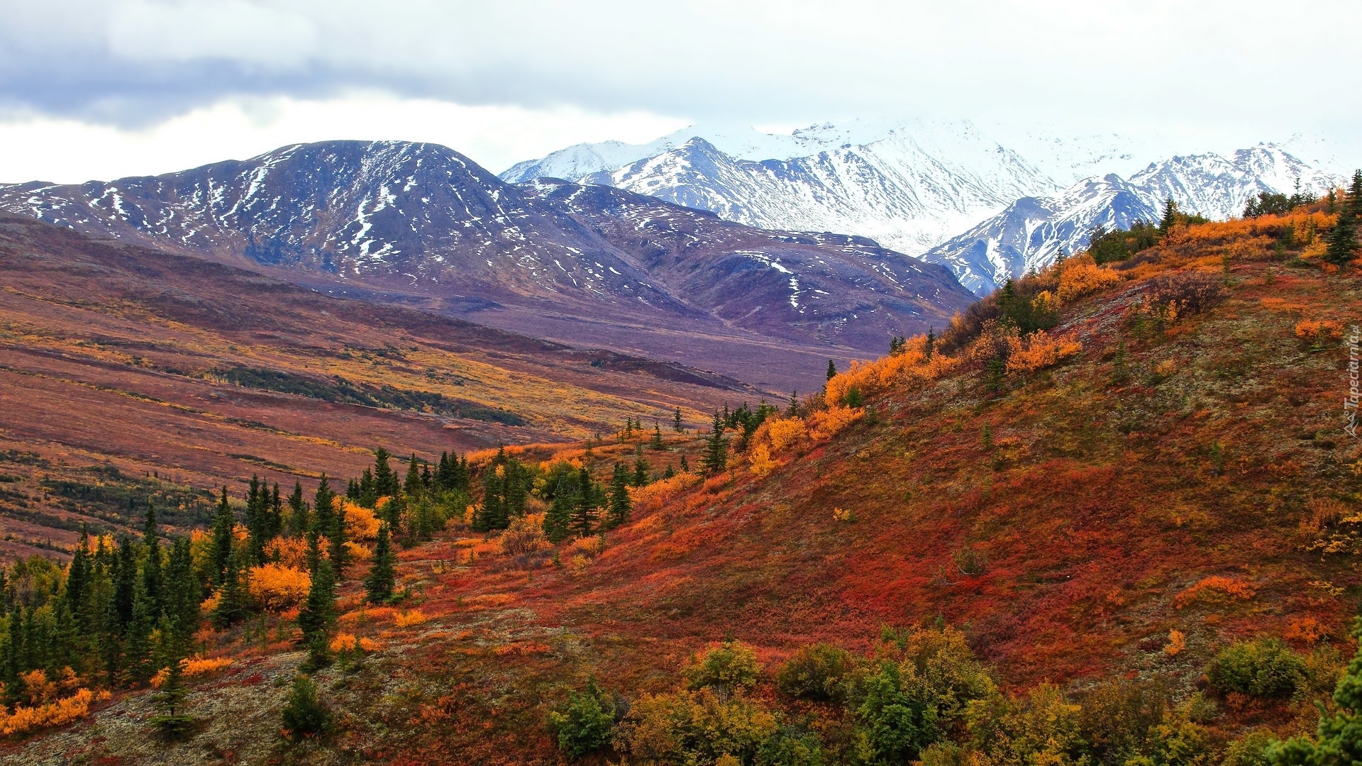 Góry, Jesień, Kolorowe, Krzewy, Alaska, Stany Zjednoczone