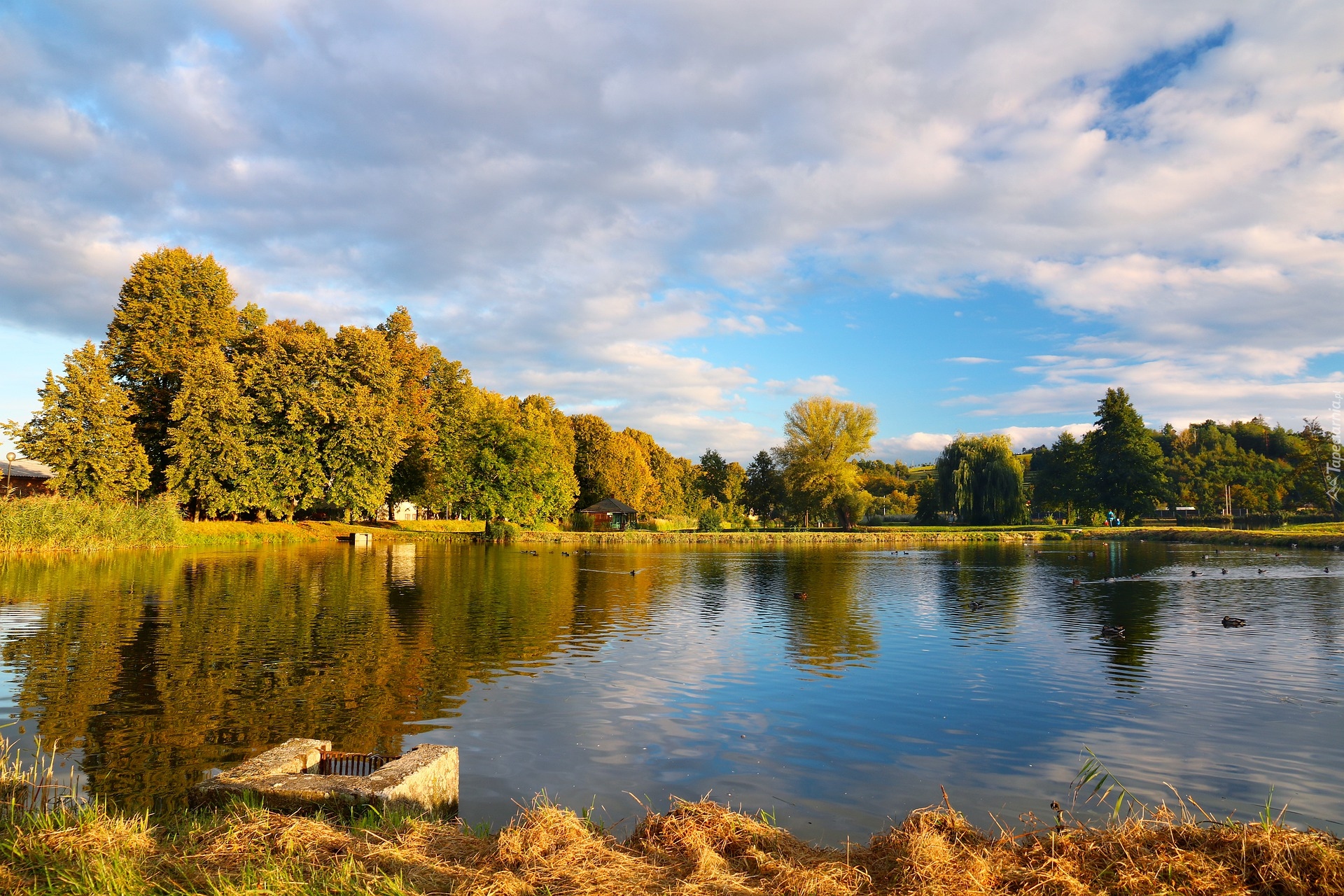 Jesień, Staw, Pożółkłe, Drzewa, Park