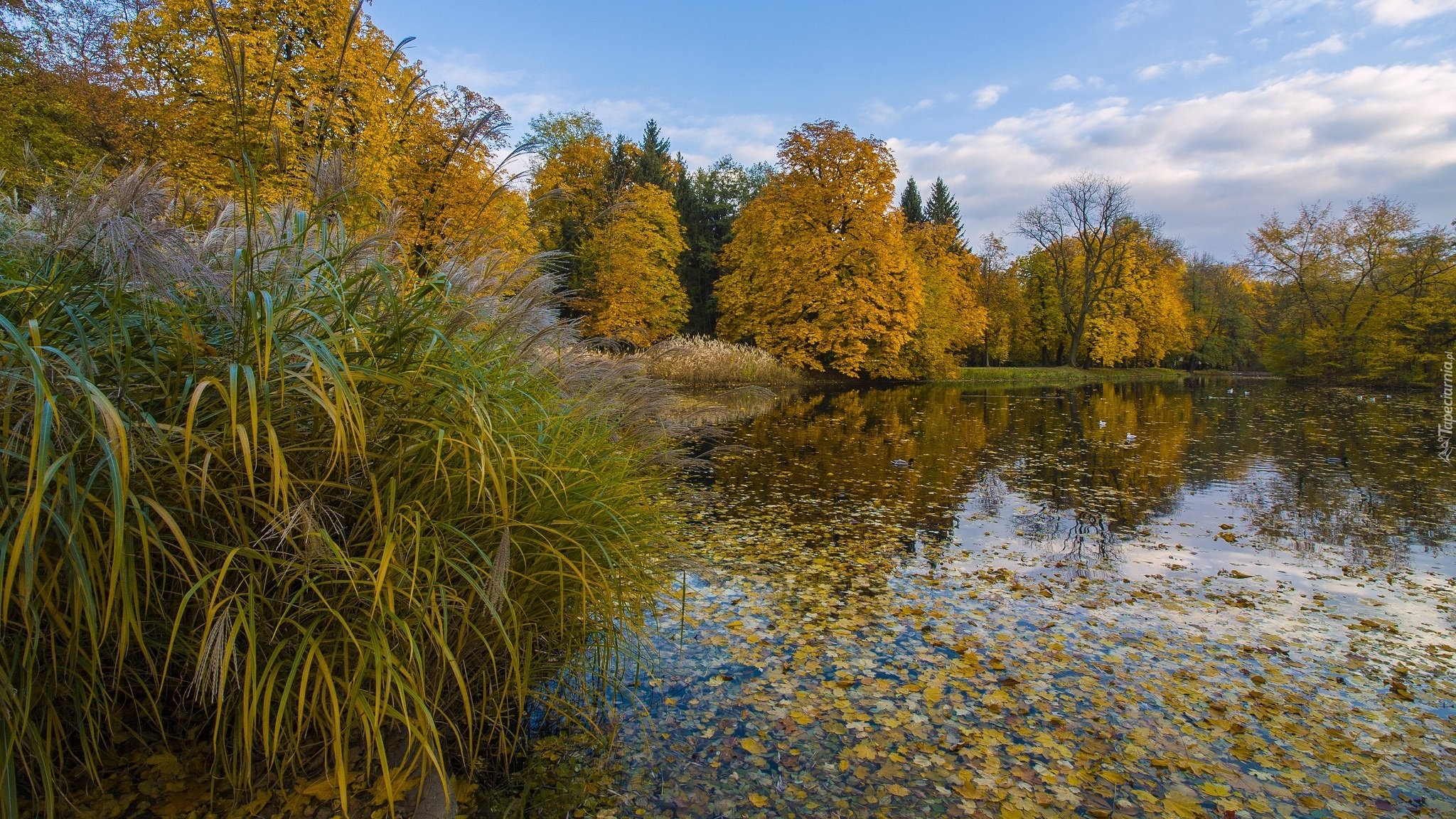 Polska, Warszawa, Park, Łazienki Królewskie, Staw, Drzewa, Liście, Jesień