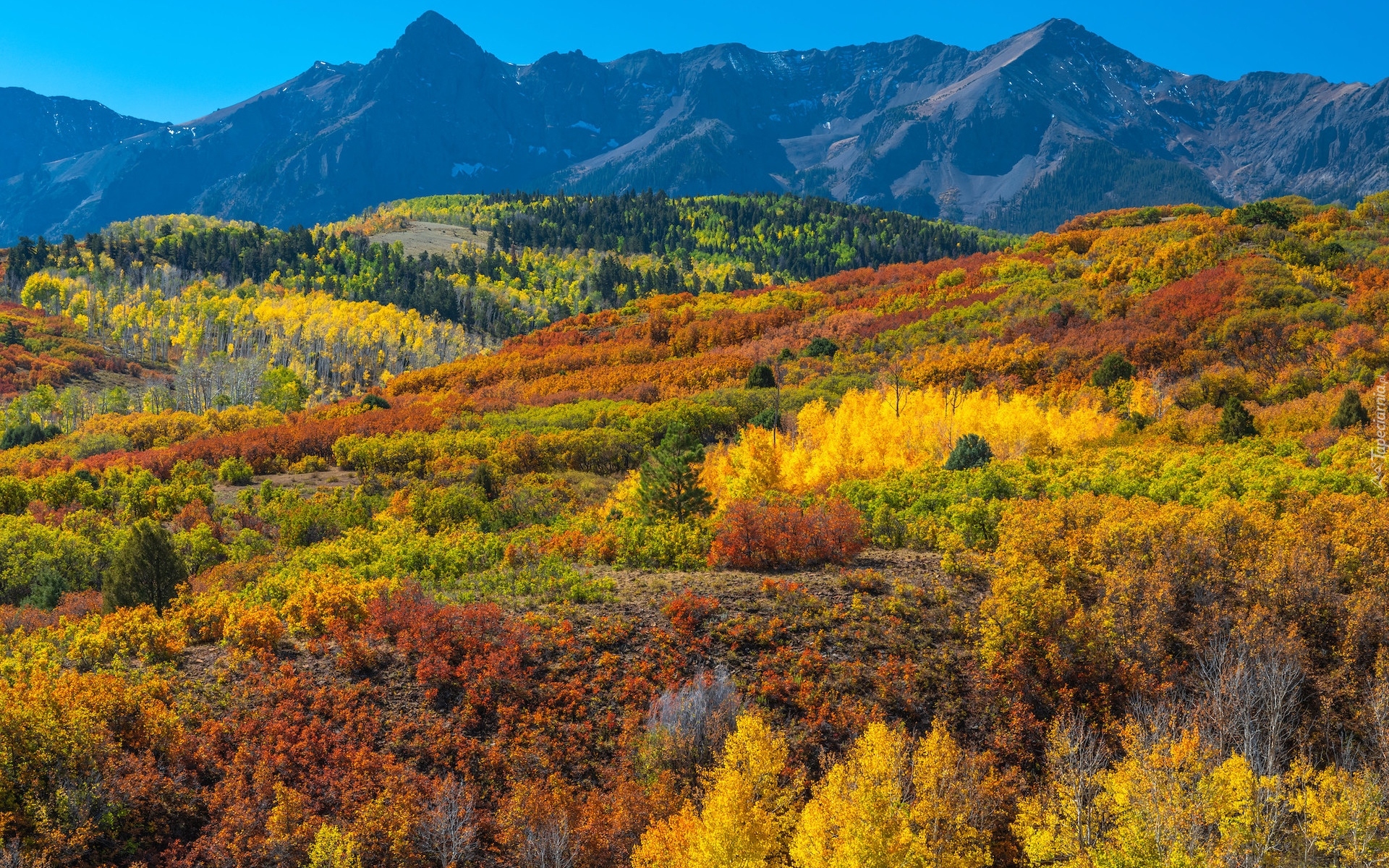 Jesień, Góry, San Juan Mountains, Lasy, Kolorowe, Drzewa, Roślinność, Kolorado, Stany Zjednoczone