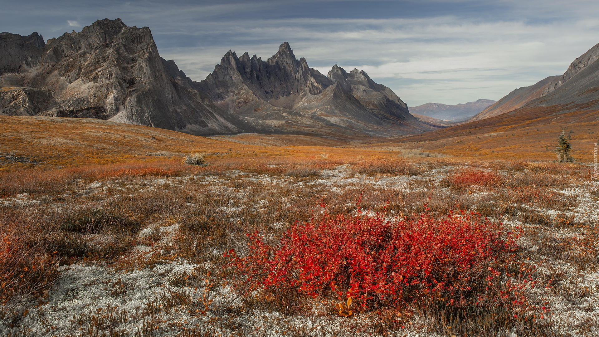 Park, Tombstone Territorial Park, Góry Ogilvie, Jesień, Kolorowe, Rośliny, Jukon, Kanada