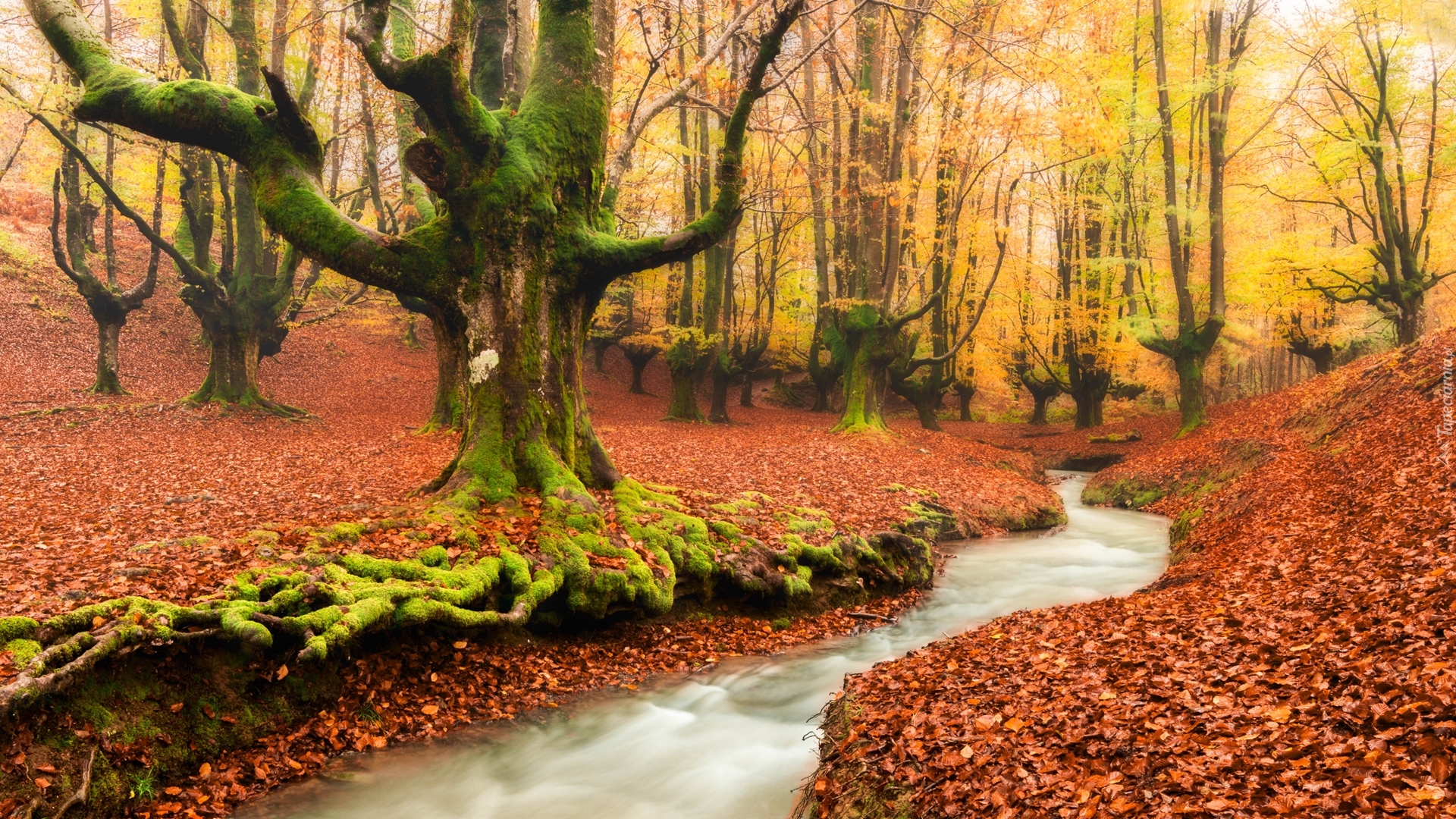 Hiszpania, Kraj Basków, Park Narodowy Gorbea, Las, Drzewa, Rzeczka, Strumyk, Jesień