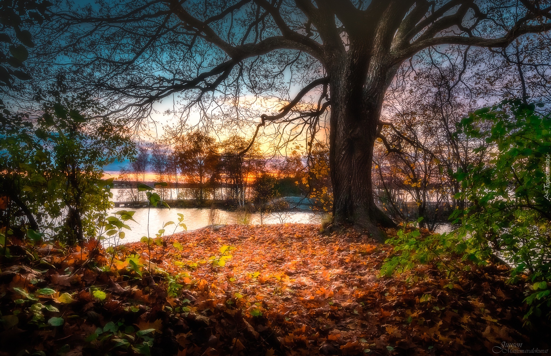 Finlandia, Miasto Tampere, Park Southern Park, Jezioro Pyhäjärvi, Jesień, Drzewa, Liście