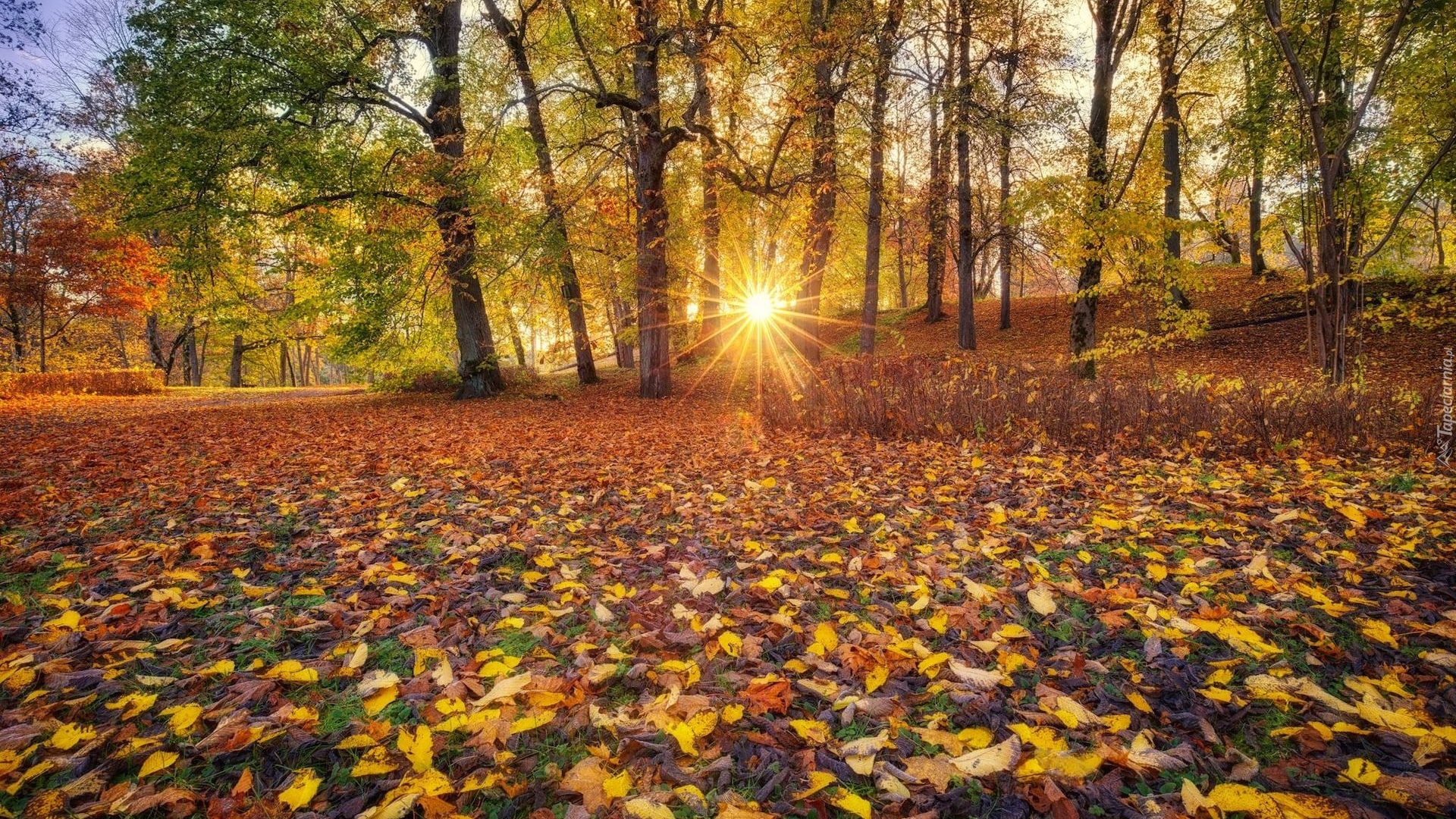 Jesień, Promienie słońca, Drzewa, Liście, Park