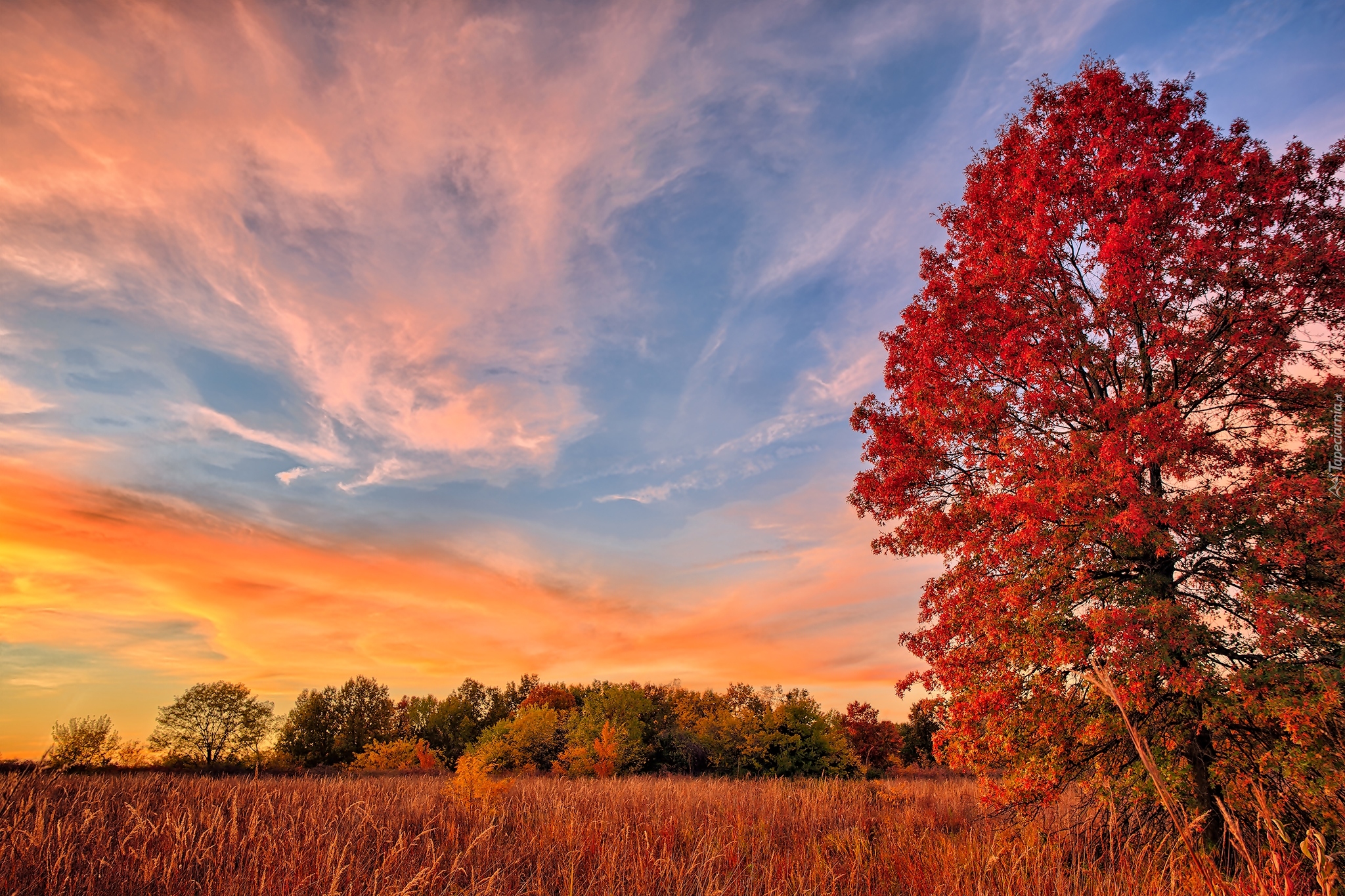 Stany Zjednoczone, Stan Missouri, Rezerwat przyrody James A. Reed Memorial Wildlife Area, Drzewa, Trawa, Zachód słońca, Jesień
