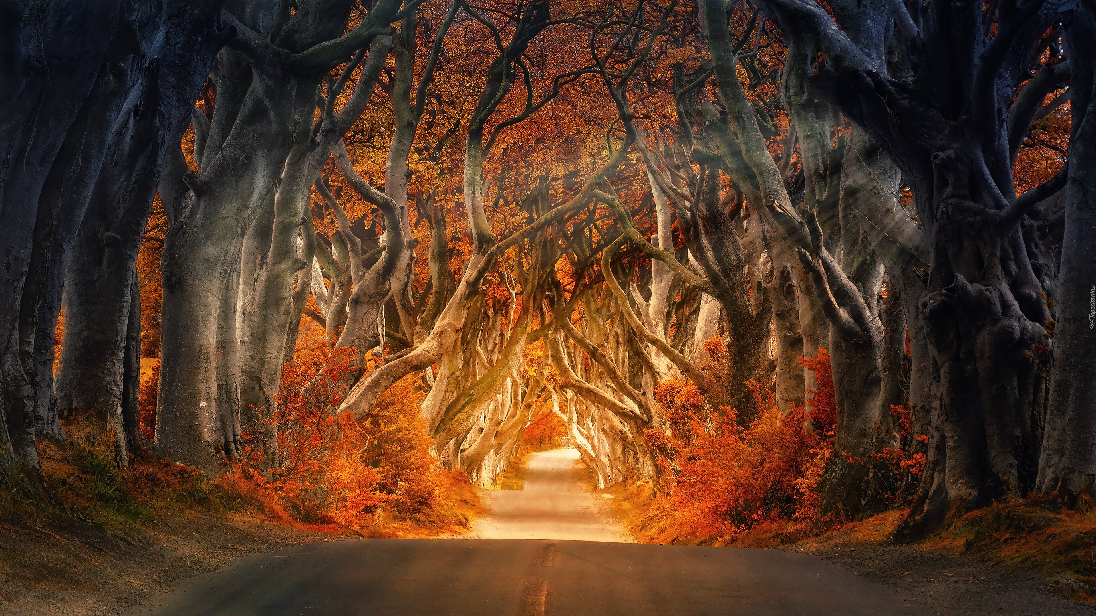 Las, Drzewa, Droga, Jesień, Przebijające światło