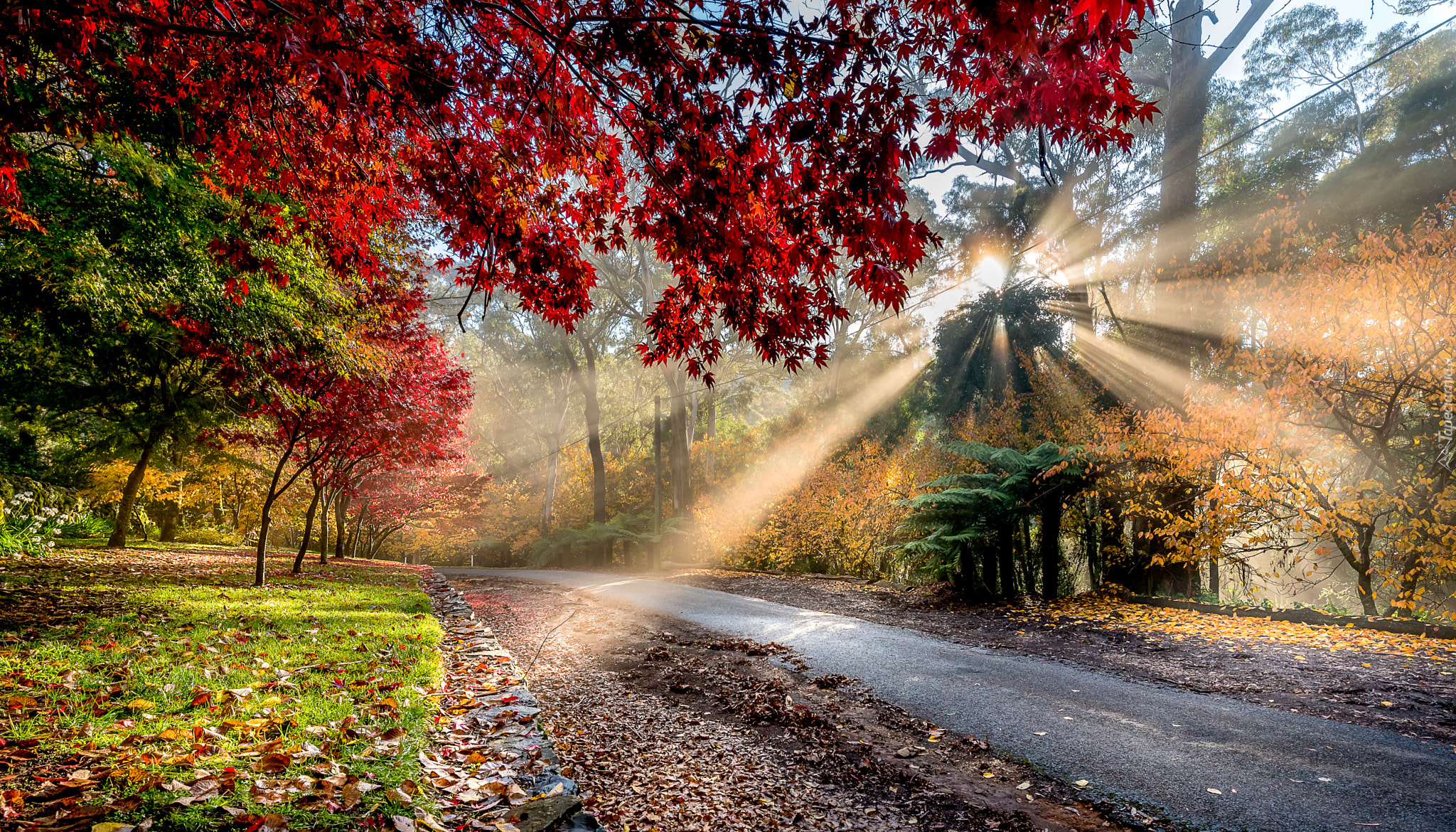 Droga, Drzewa, Liście, Jesień, Przebijające Światło