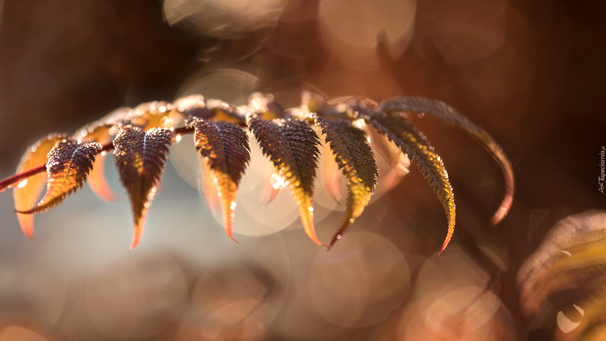 Liście, Bokeh, Zbliżenie, Rozmyte tło