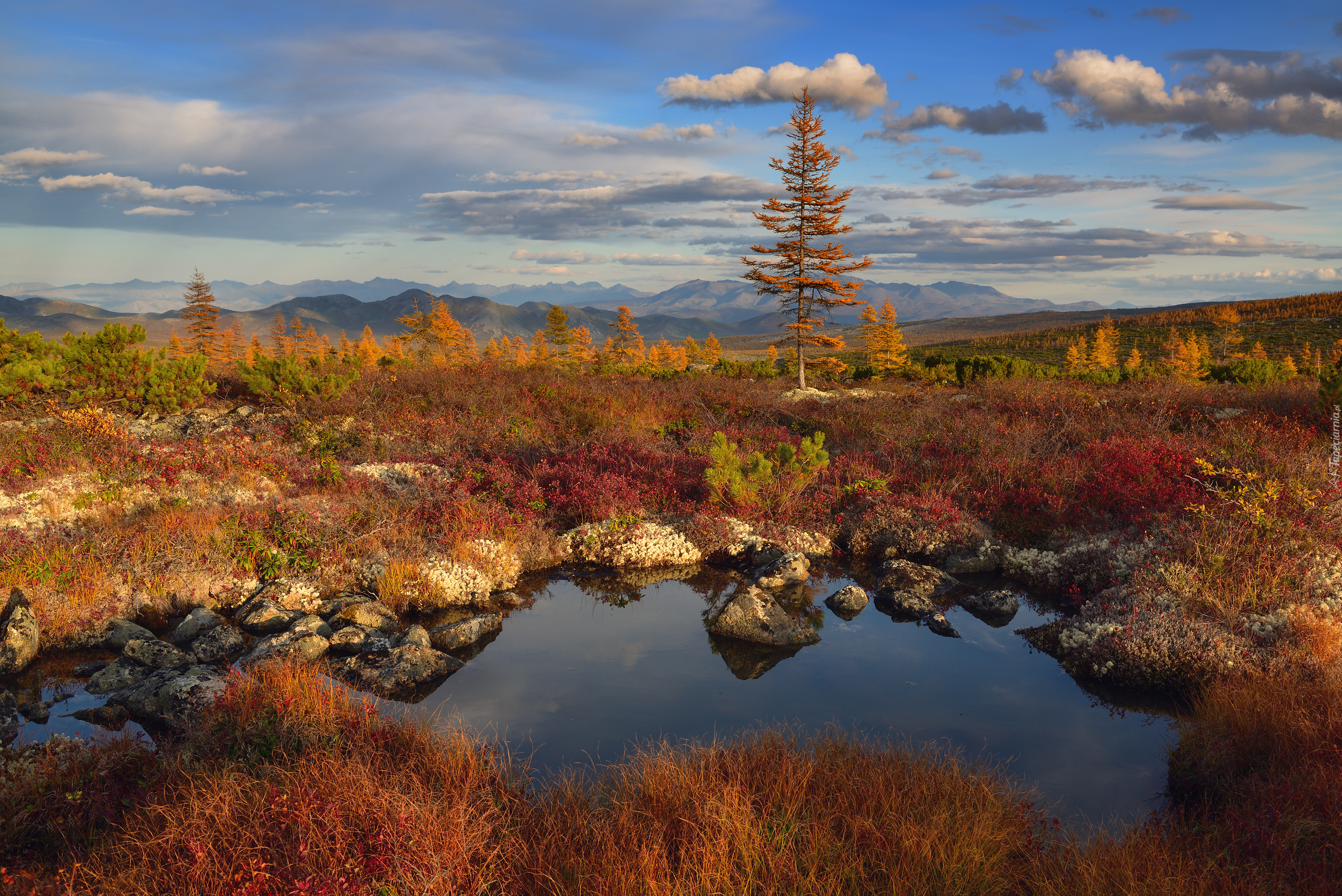 Jesień, Góry Kołymskie, Drzewa, Kolorowe, Rośliny, Kołyma, Obwód magadański, Rosja